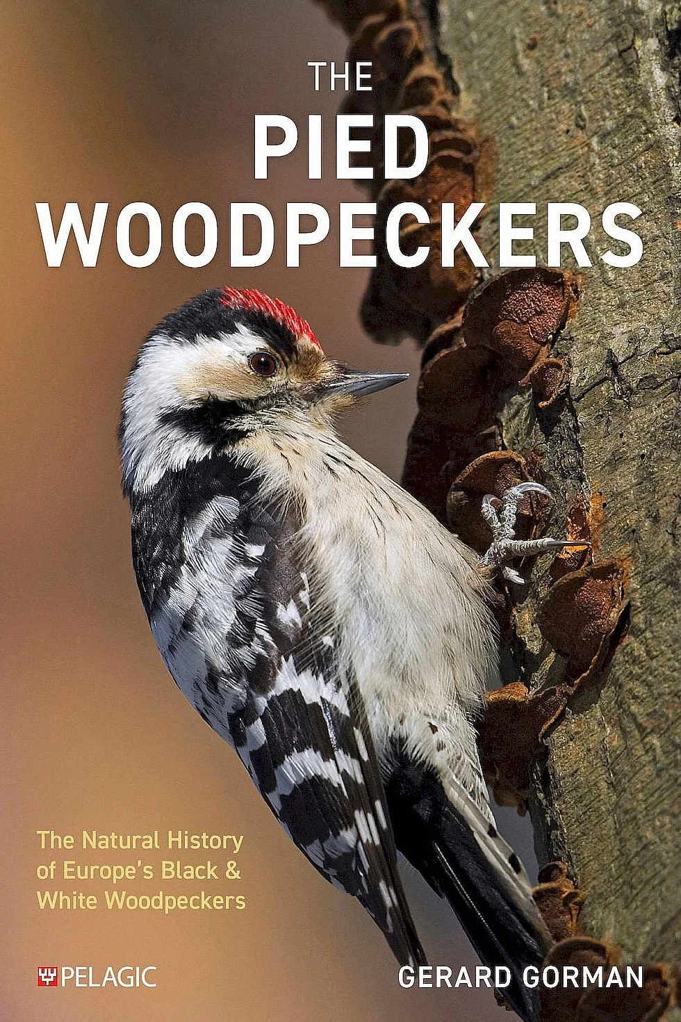 The Pied Woodpeckers: The Natural History of Europe's Black & White Woodpeckers