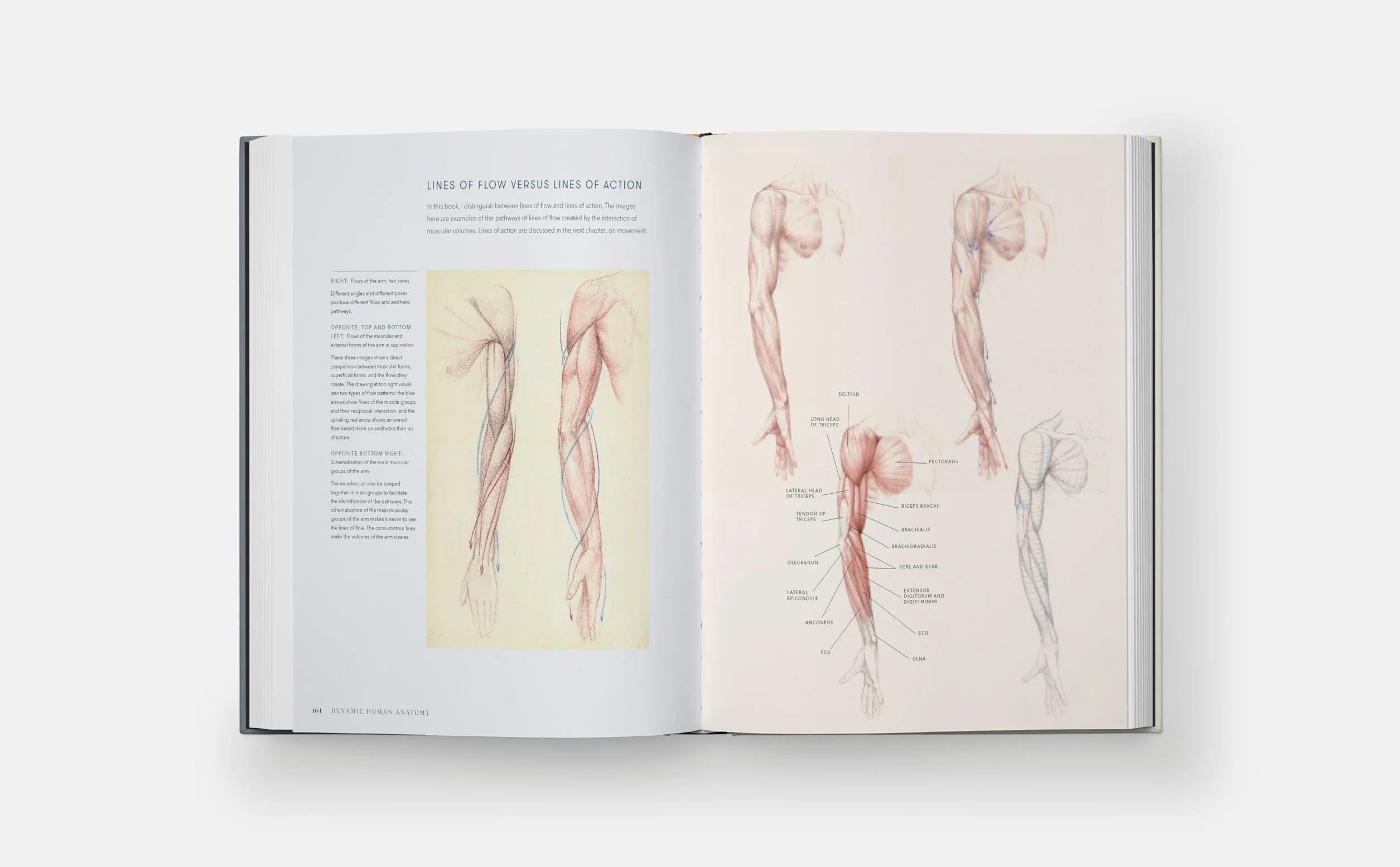 Dynamic Human Anatomy: An Artist's Guide to Structure, Gesture, and the Figure in Motion