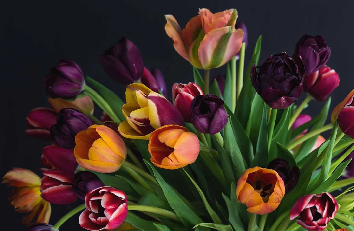 Tulips: The ultimate guide for growing and cutting flower varieties for the home and garden