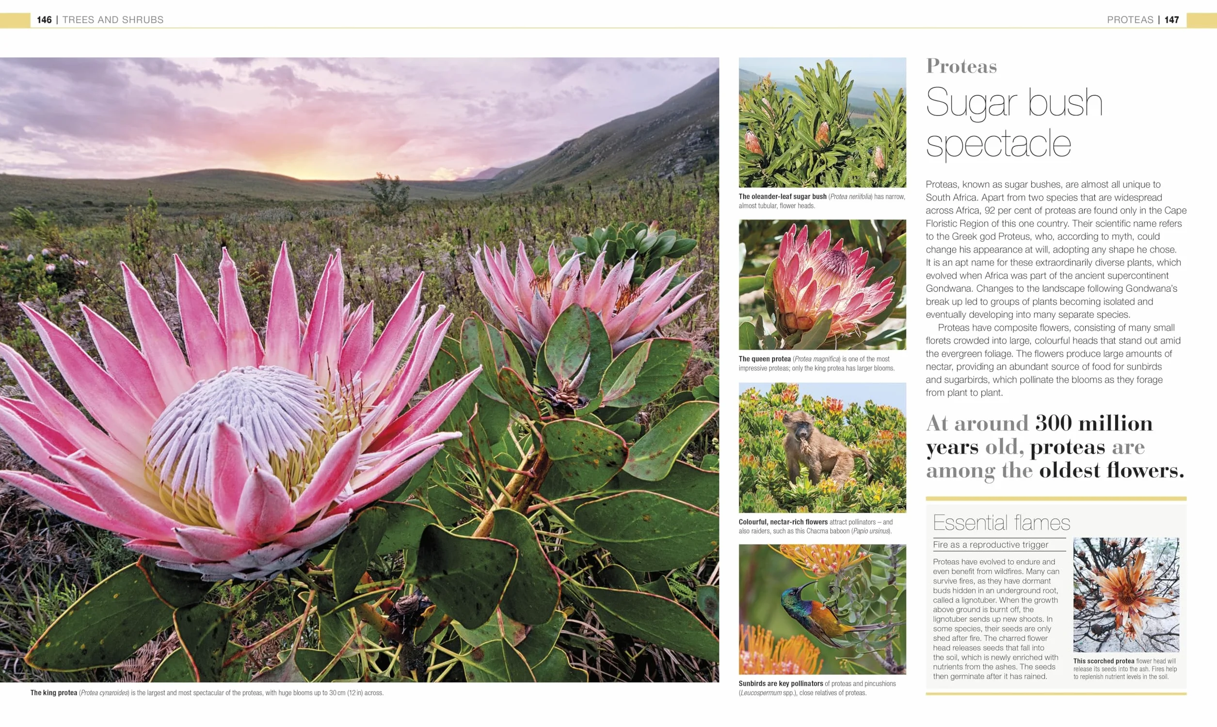Plants and Fungi: The Definitive Visual Guide