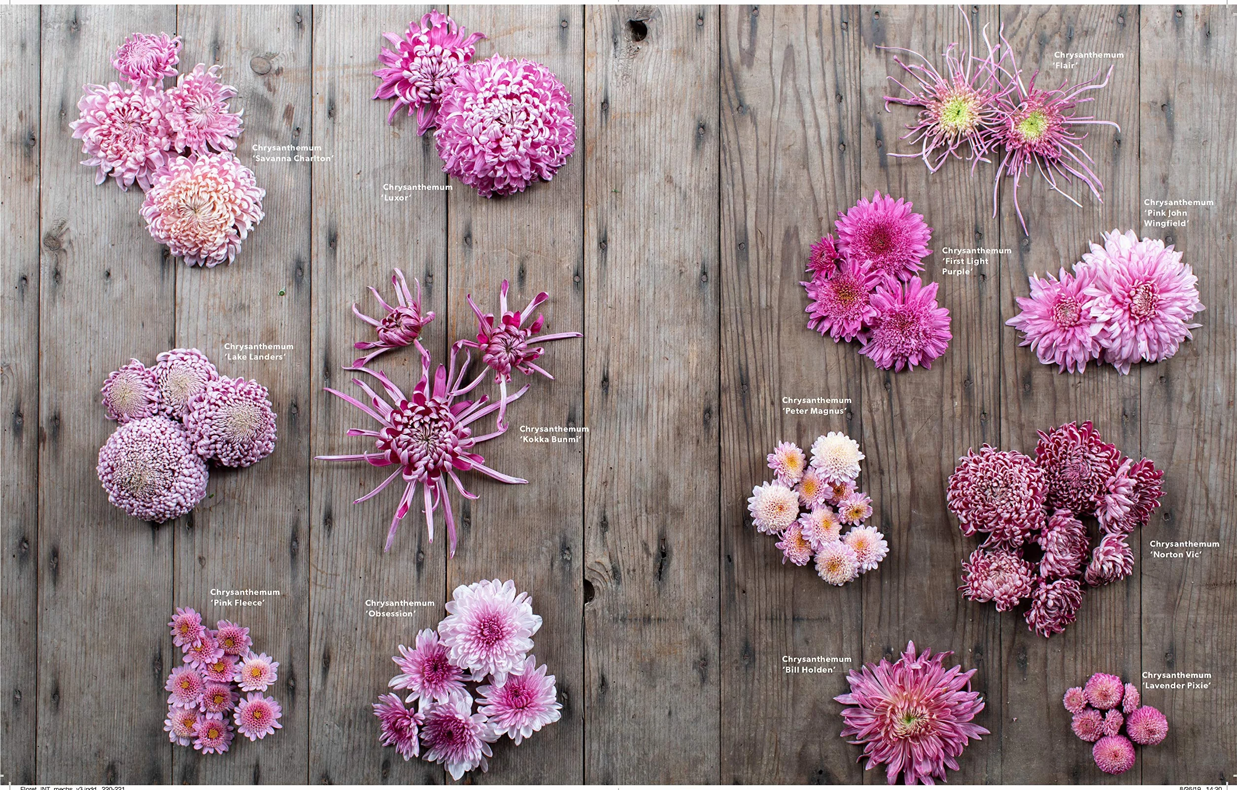 Floret Farm's a Year in Flowers: Designing Gorgeous Arrangements for Every Season