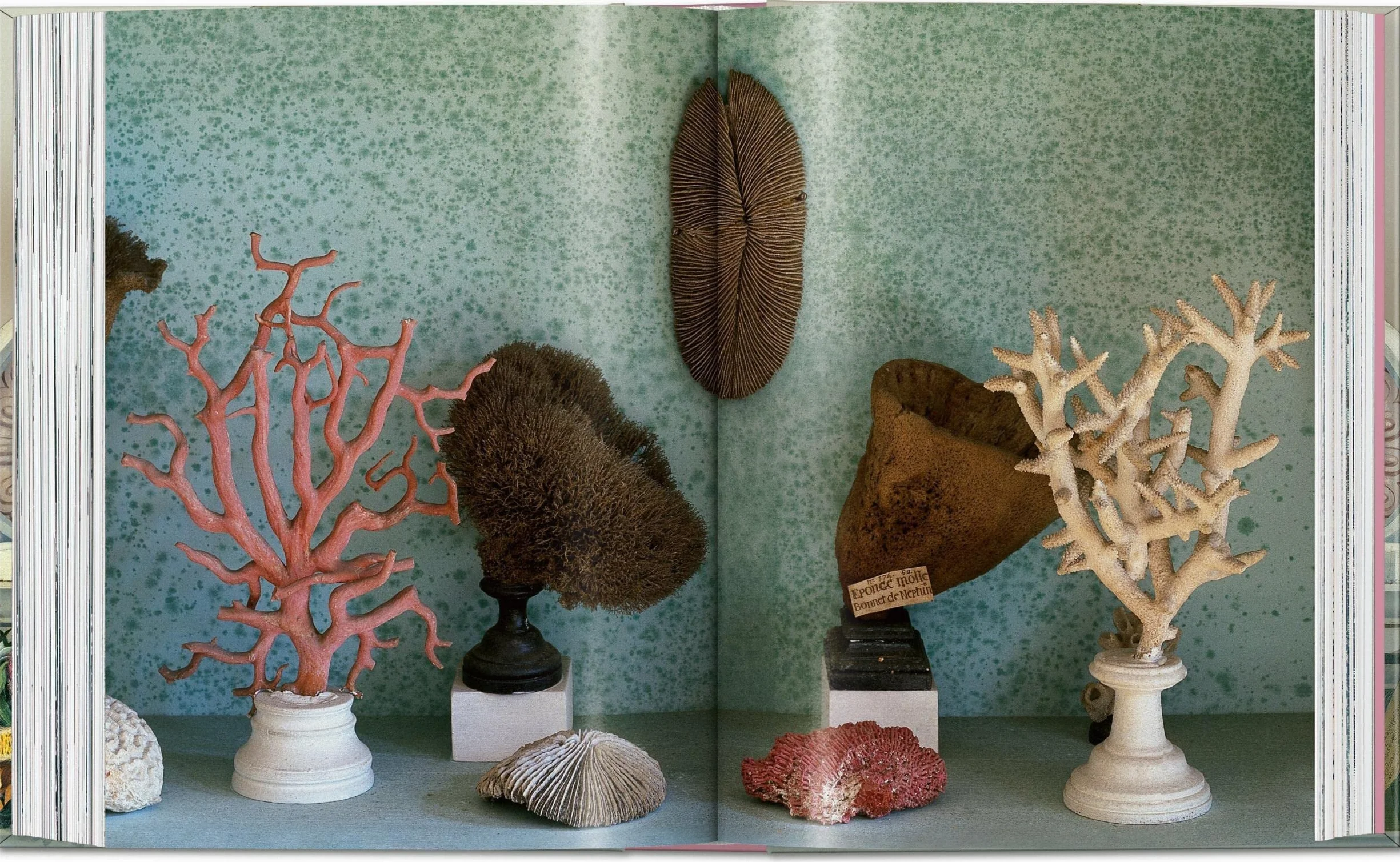 Massimo Listri: Cabinet of Curiosities: Cabinet of Curiosities. 45th Ed.