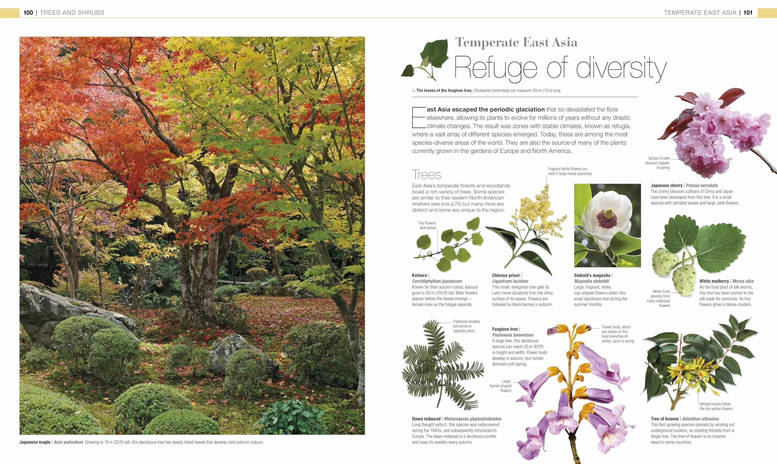 Plants and Fungi: The Definitive Visual Guide