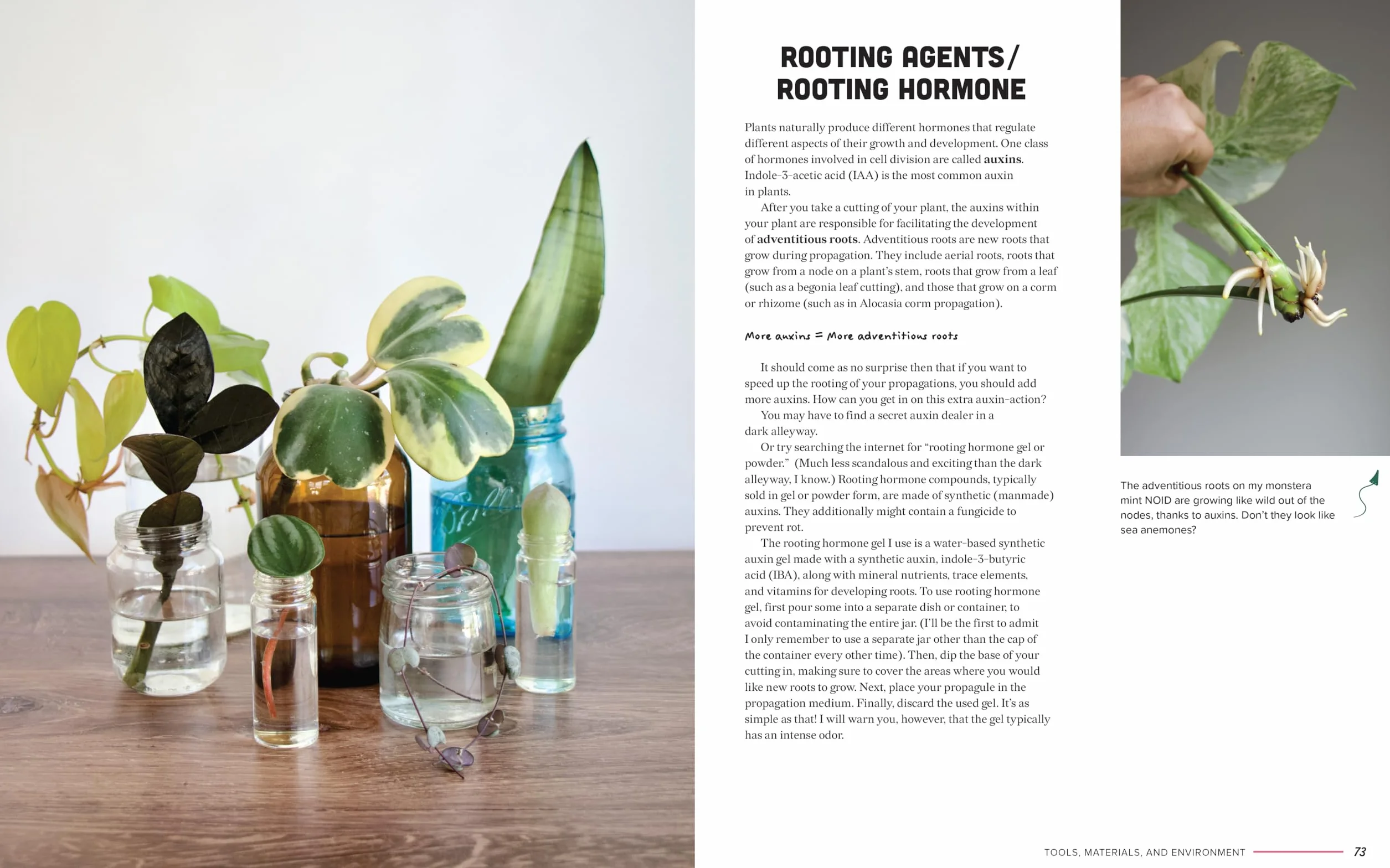 The Ultimate Guide to Houseplant Propagation: Step-By-Step Techniques for Making More Houseplants . . . for Free!