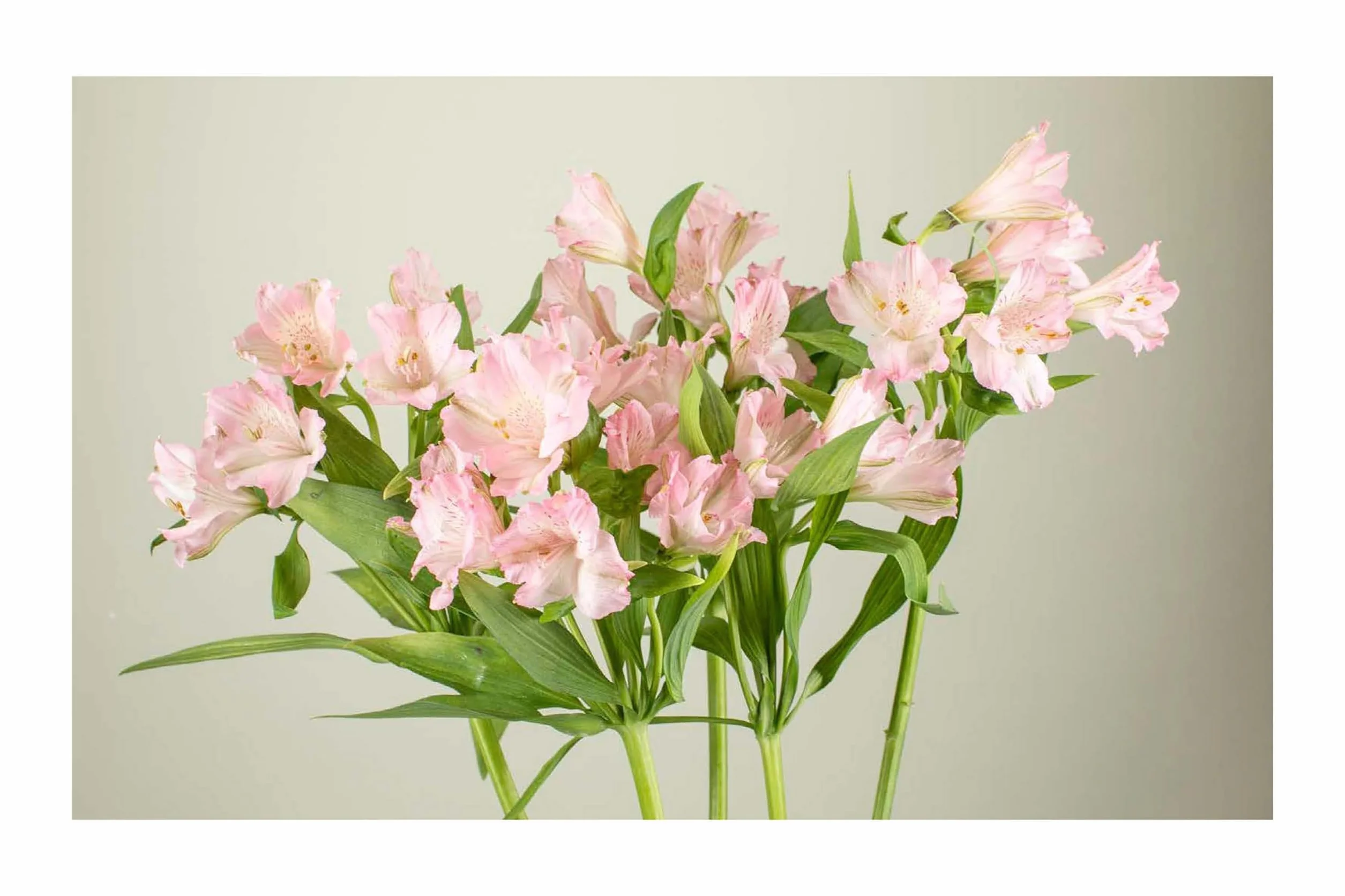 The Encyclopedia of Cut Flowers: What Flowers to Buy, When to Buy Them, and How to Keep Them Alive Longer