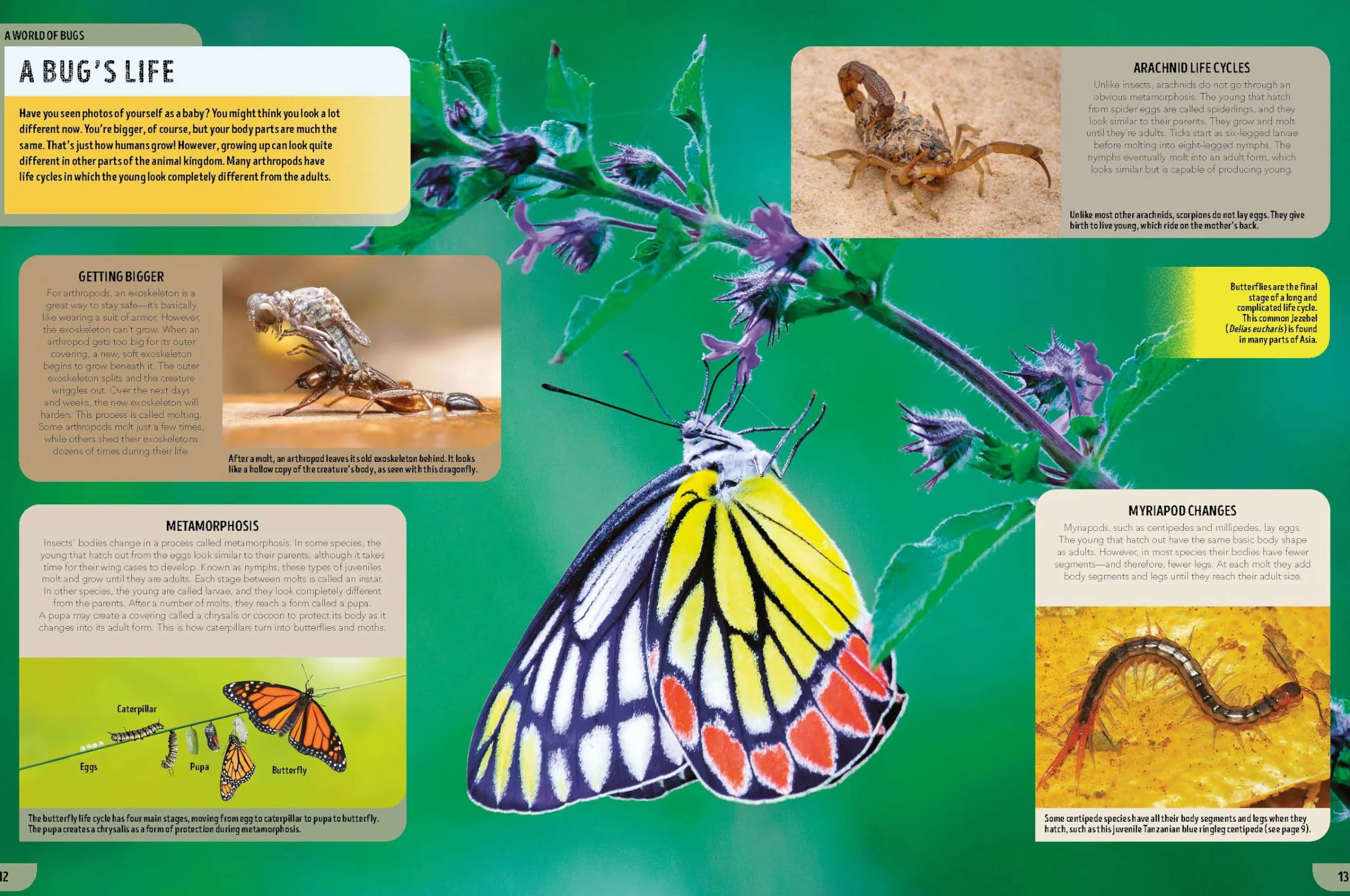 The Bugs Book 1ed -anglais-: Meet Over 100 Incredible Creepy-Crawlies That Share Our Planet