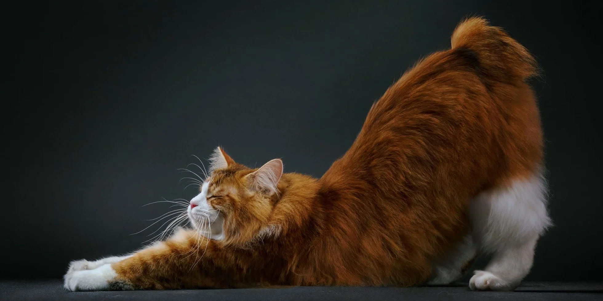 Feline: Photographs