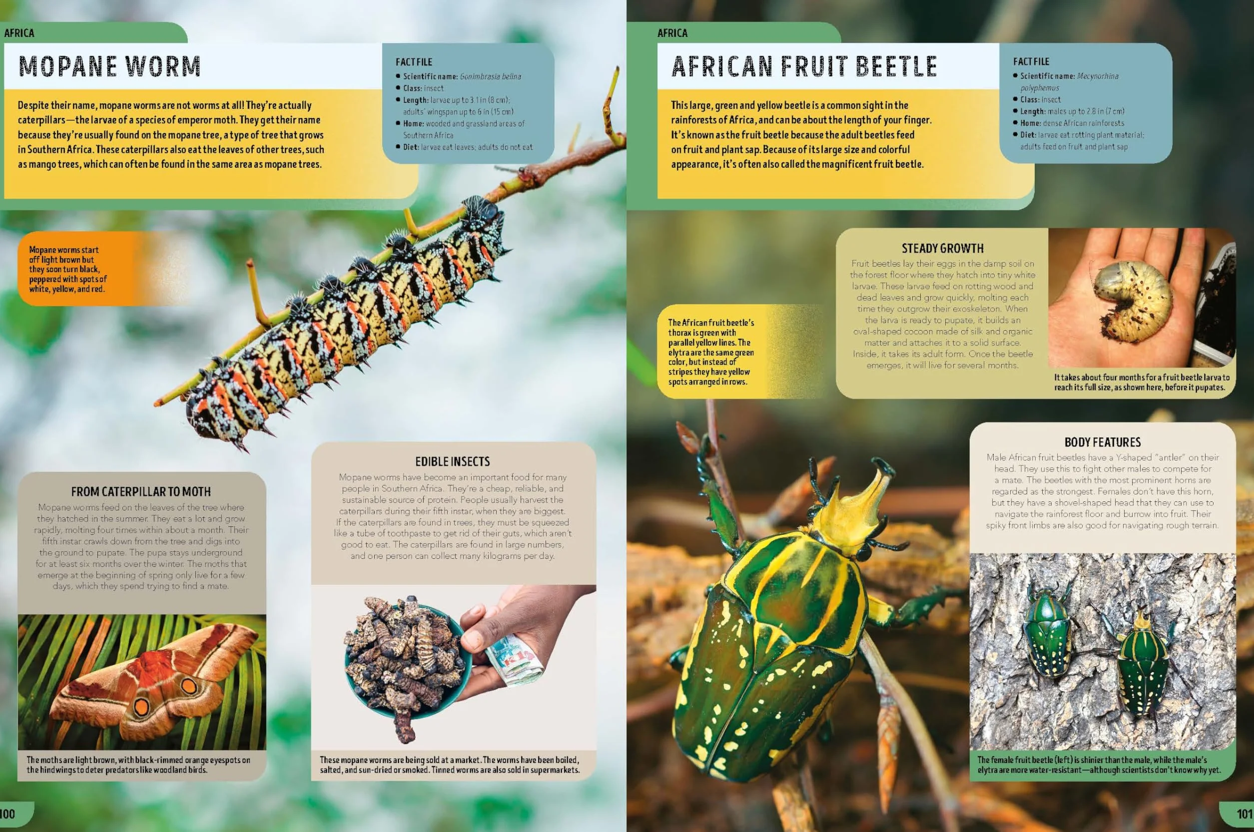 The Bugs Book 1ed -anglais-: Meet Over 100 Incredible Creepy-Crawlies That Share Our Planet