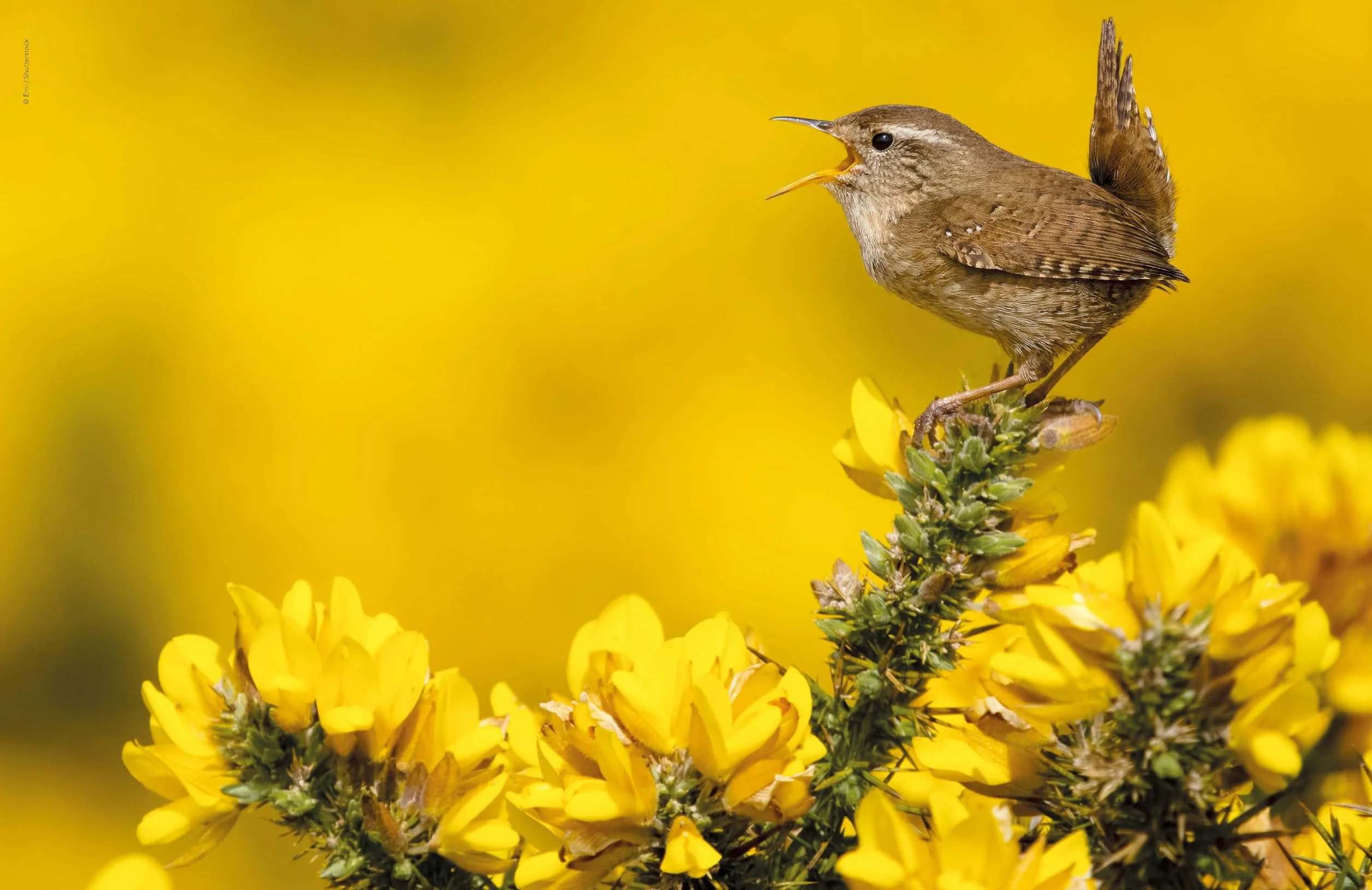 The Joy of Birdwatching - anglais: The World's Most Joyous Birding Adventures | Connect with Nature & Meet Remarkable Creatures | Packed with Tips on Where & When to Go