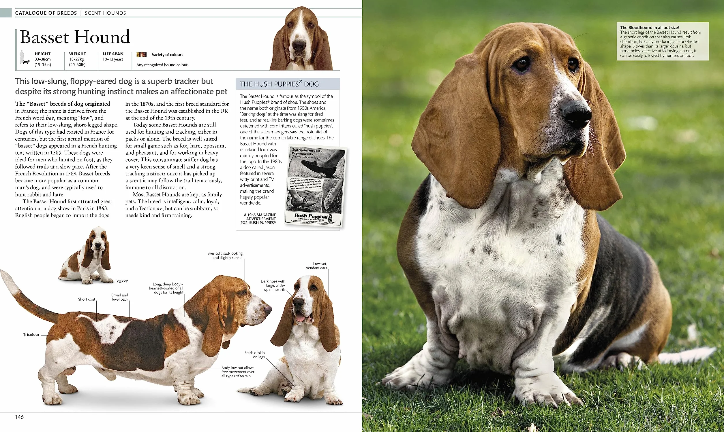 The Dog Encyclopedia: The Definitive Visual Guide