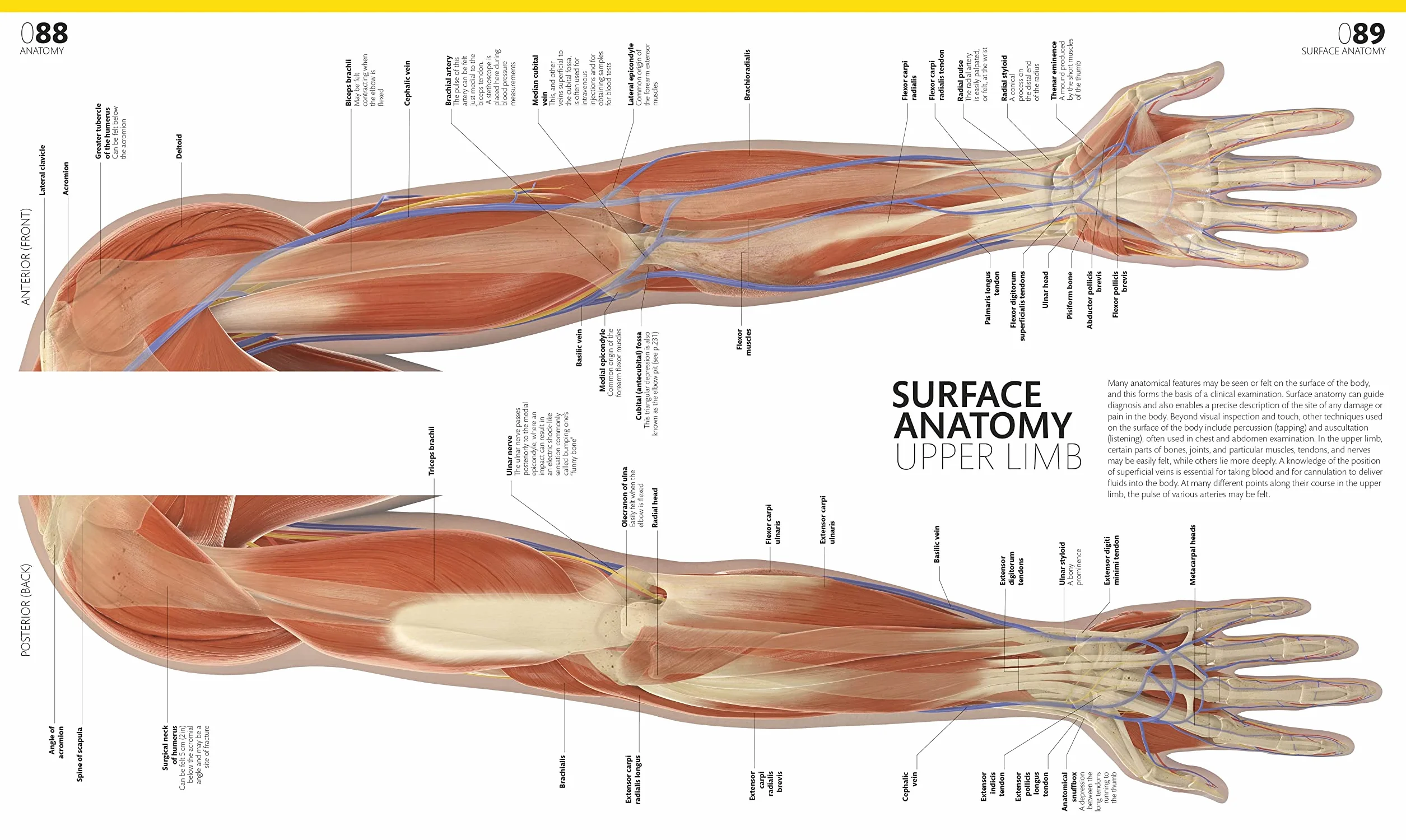The Complete Human Body: The Definitive Visual Guide