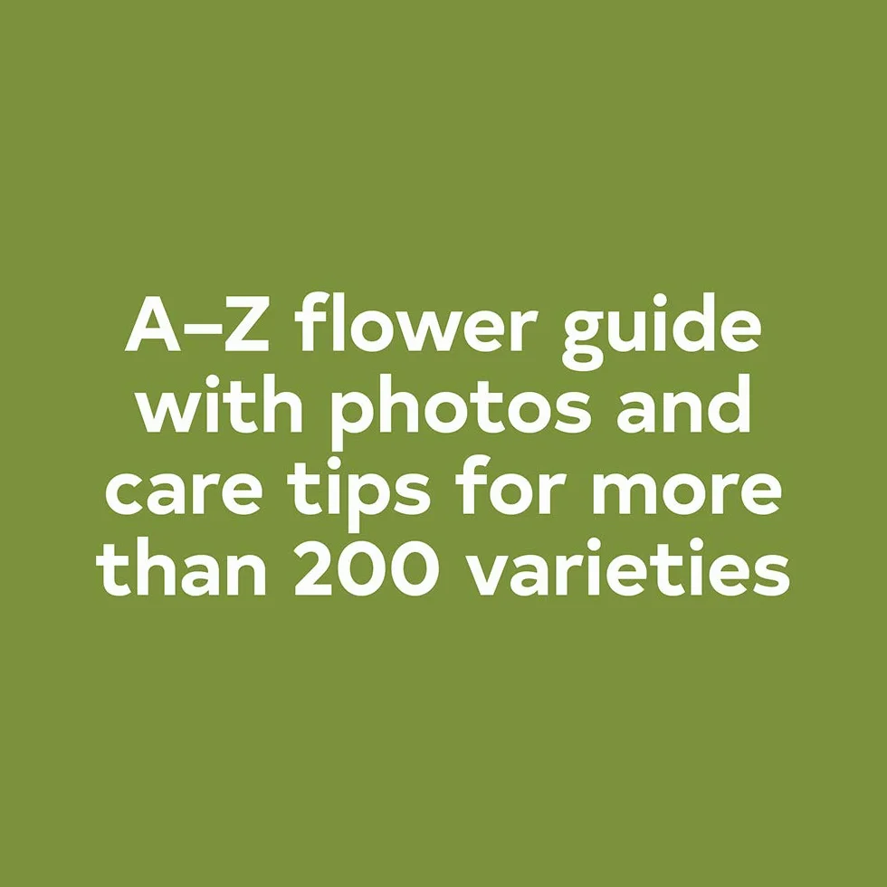 Floret Farm's a Year in Flowers: Designing Gorgeous Arrangements for Every Season