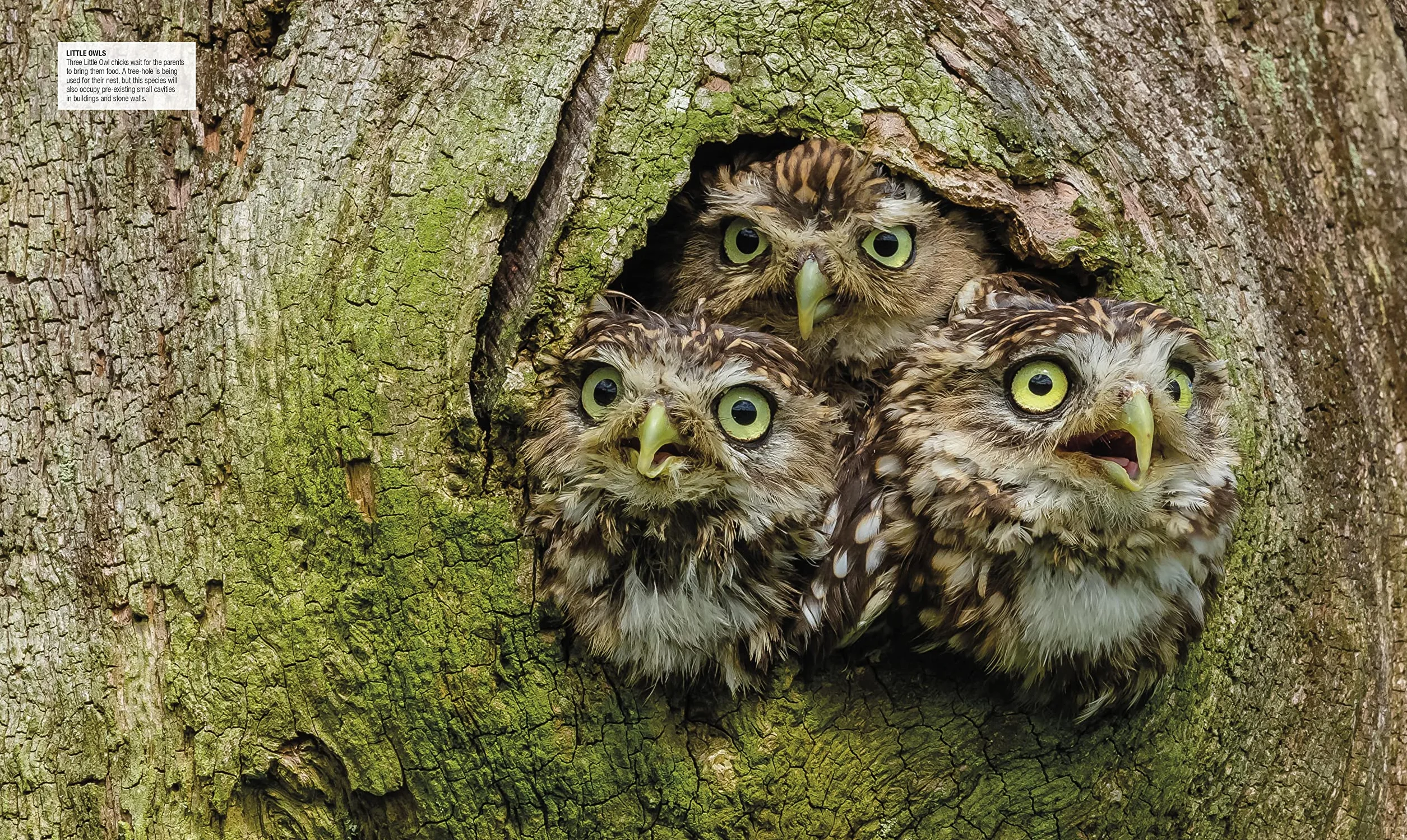 Bird: The Definitive Visual Guide