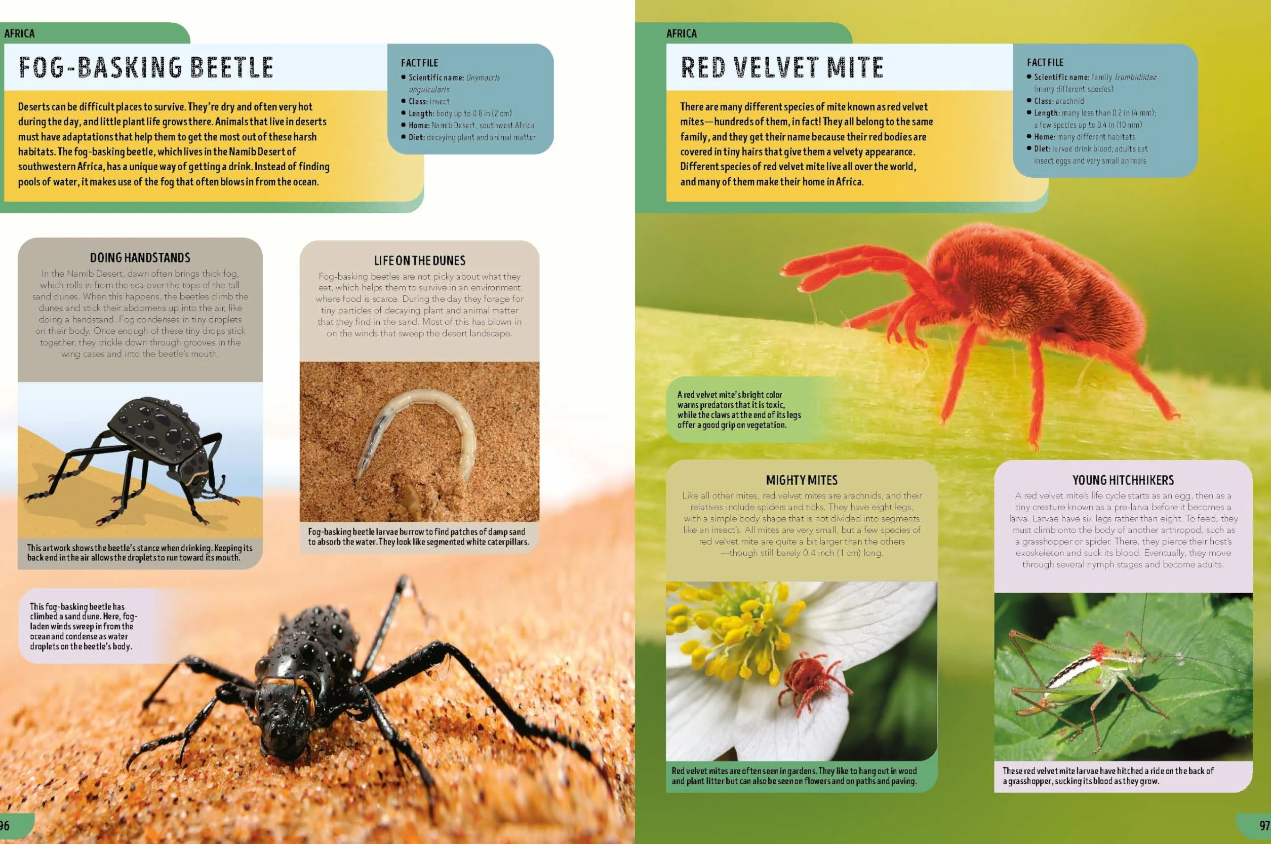 The Bugs Book 1ed -anglais-: Meet Over 100 Incredible Creepy-Crawlies That Share Our Planet