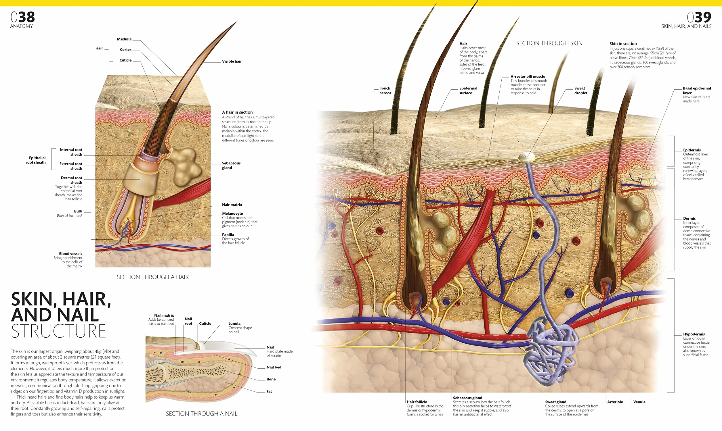 The Complete Human Body: The Definitive Visual Guide