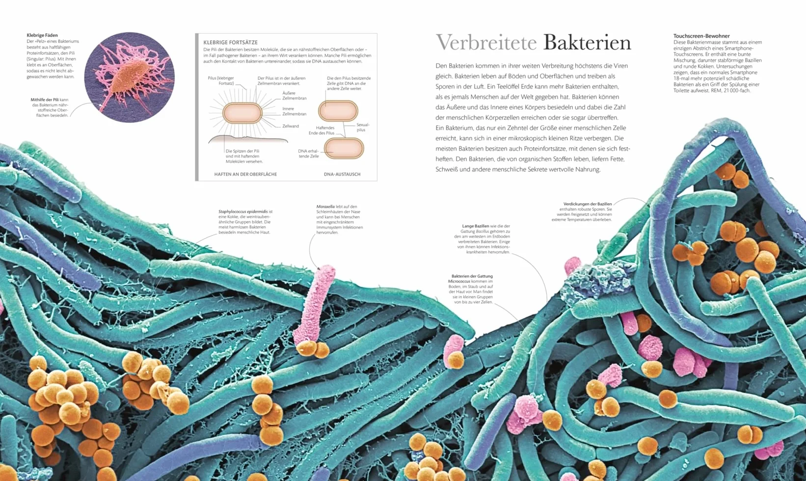 Mikrokosmos - Wunderwelt der kleinsten Lebewesen: Mikroskopbilder und atemberaubende Makrofotografien illustrieren die unsichtbare Welt unseres Mikrokosmos