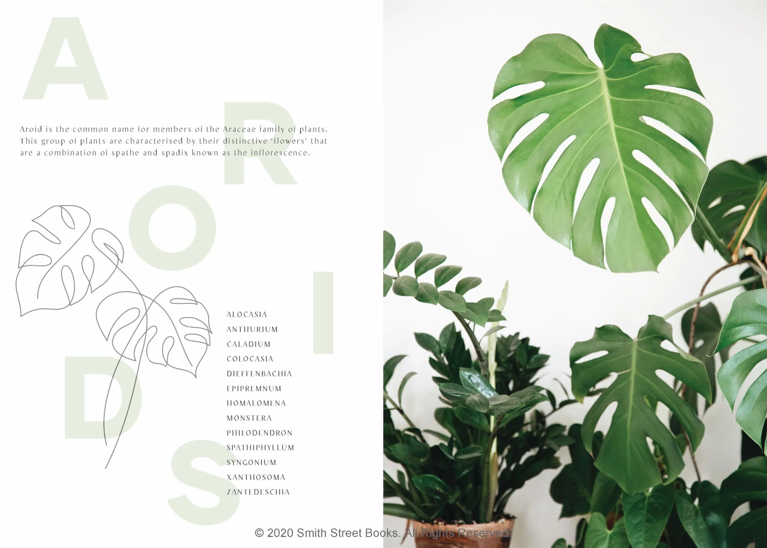 Plantopedia: The Definitive Guide to House Plants /anglais