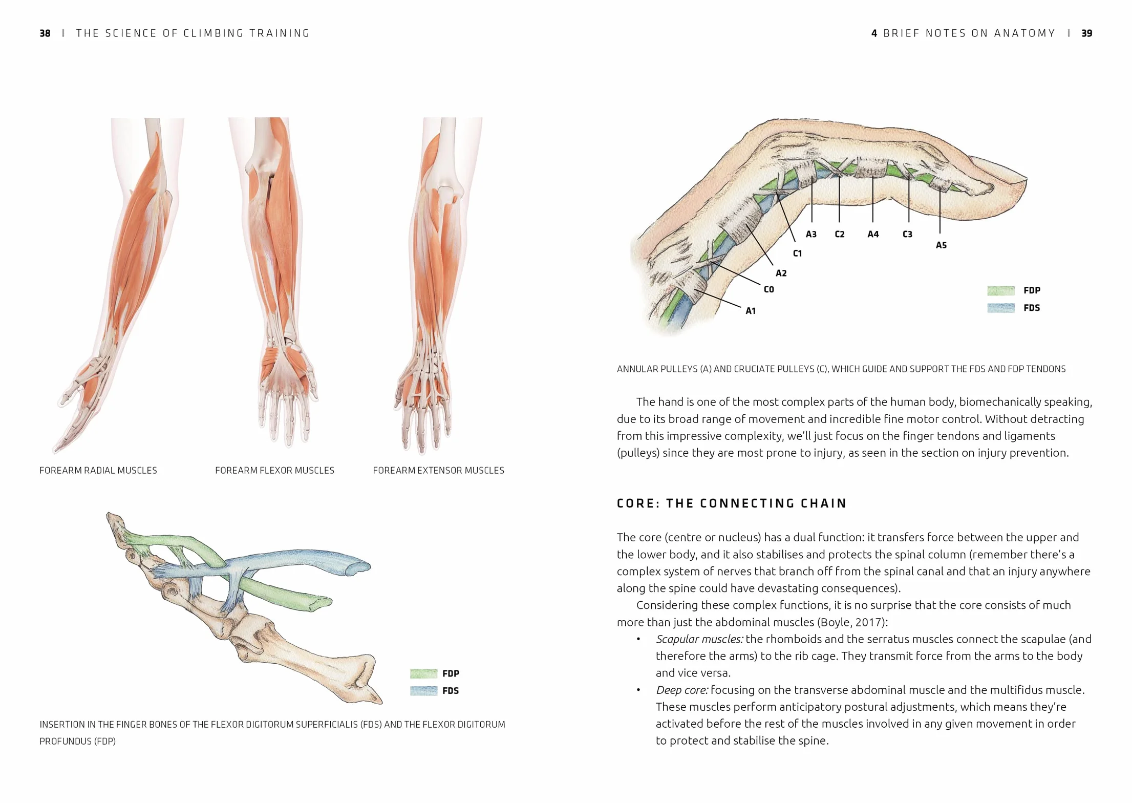 The Science of Climbing Training: An Evidence-Based Guide to Improving Your Climbing Performance