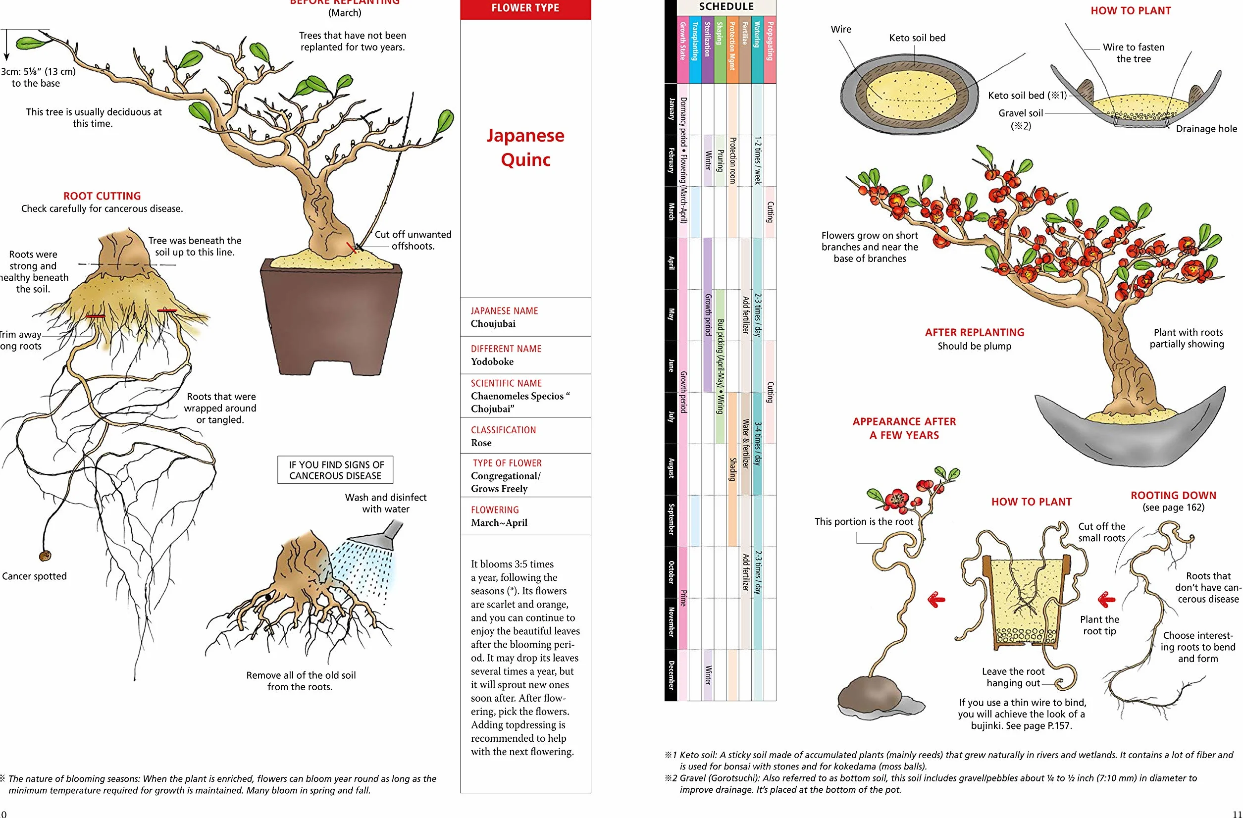 Introduction to Bonsai: The Complete Illustrated Guide for Beginners (with Monthly Growth Schedules and Over 2,000 Illustrations)