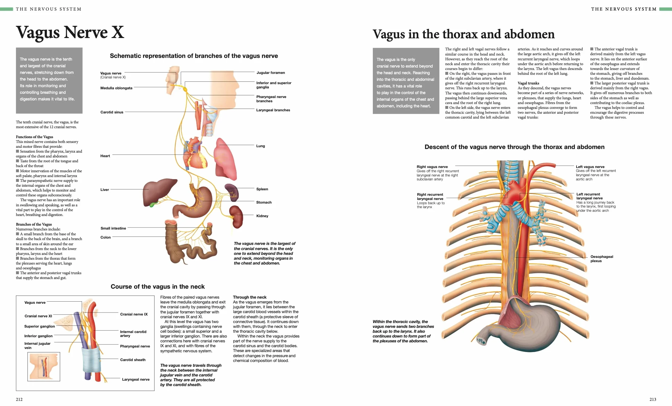 Human Anatomy: An Illustrated Guide to the Structure and Function of the Body