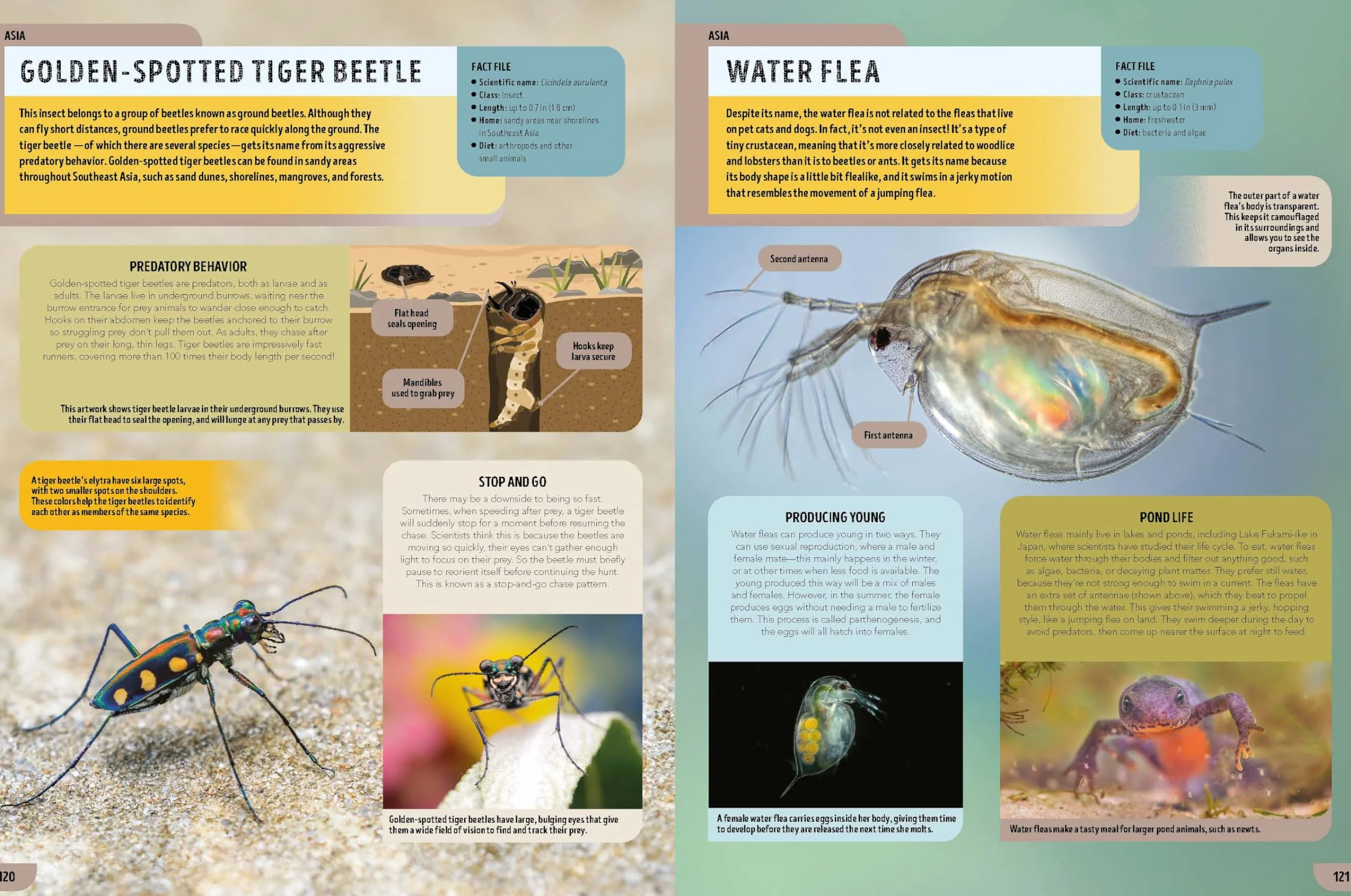 The Bugs Book 1ed -anglais-: Meet Over 100 Incredible Creepy-Crawlies That Share Our Planet