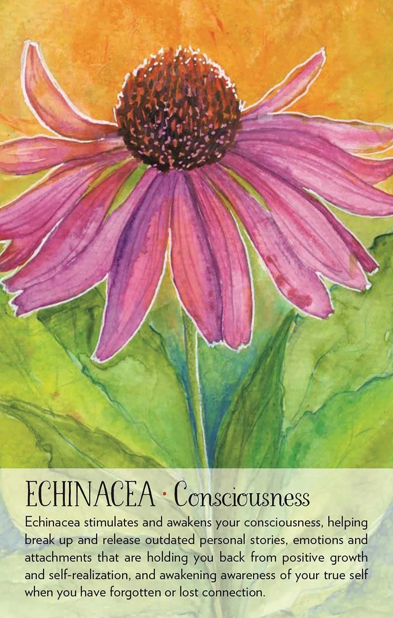 Soulflower Plant Spirit Oracle: 44-Card Deck and Guidebook