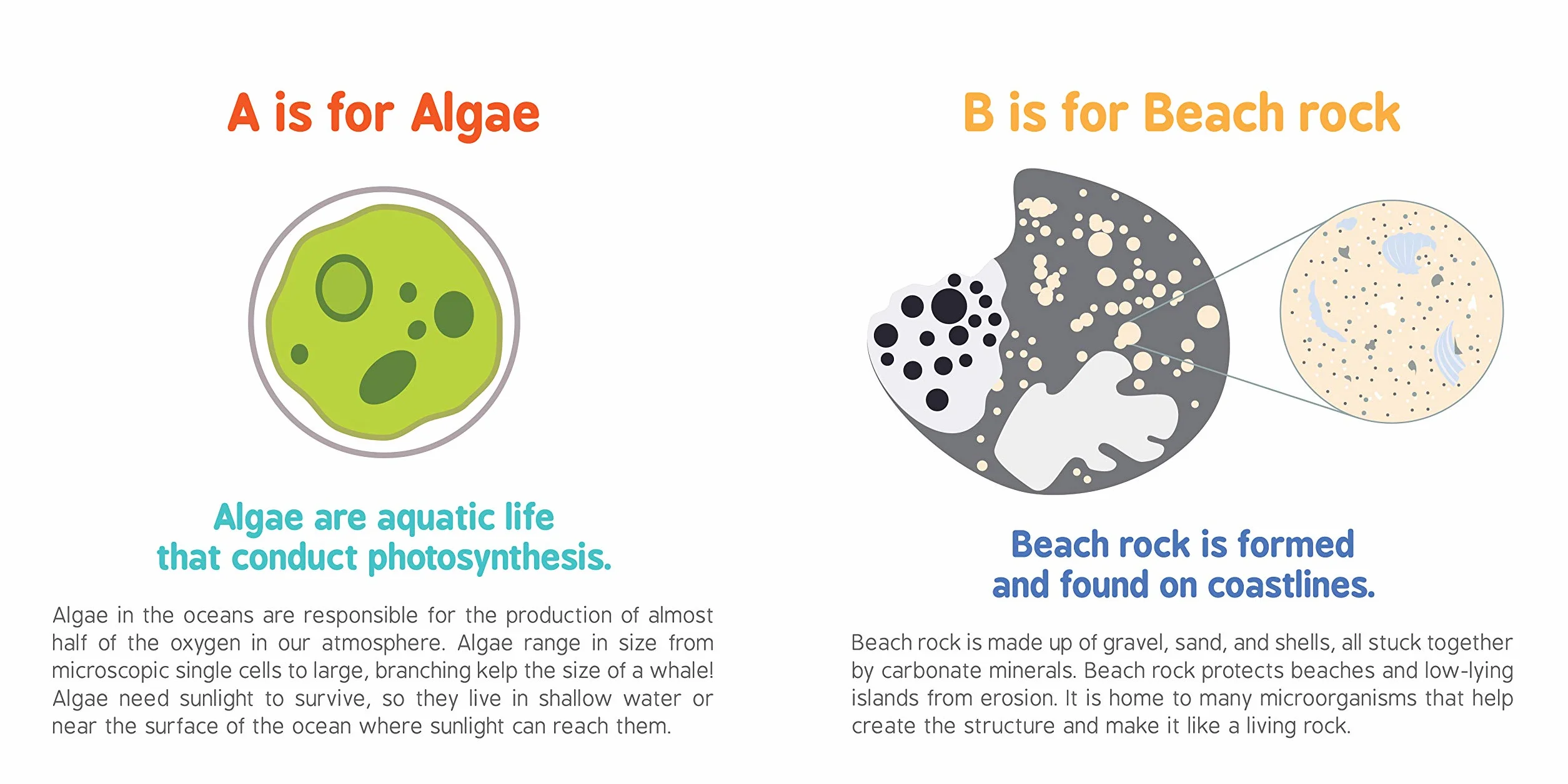 ABCs of Oceanography: 1 (Baby University)