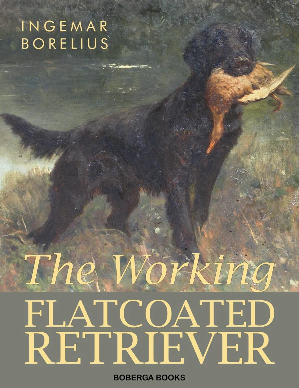 The Working Flatcoated Retriever