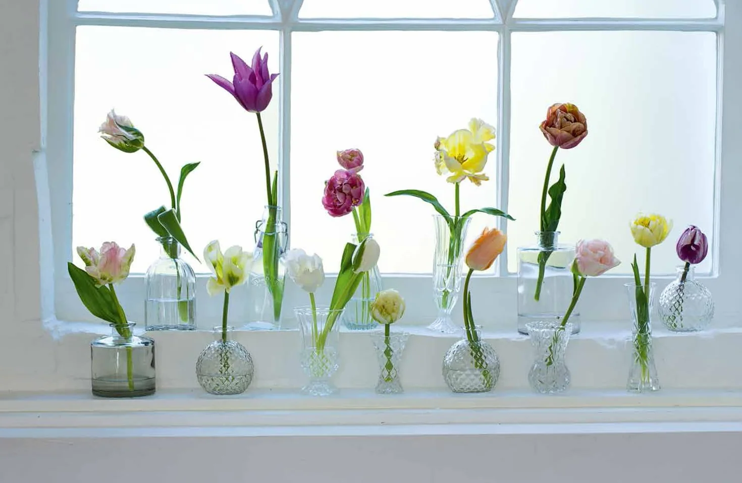 Tulips: The ultimate guide for growing and cutting flower varieties for the home and garden