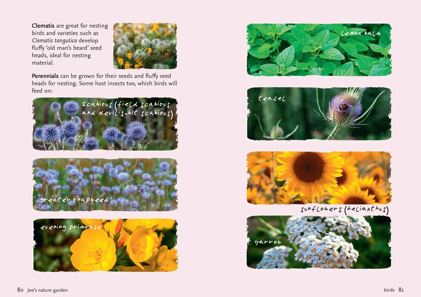 Nature Garden: Beginner’s guide to designing a wildlife garden