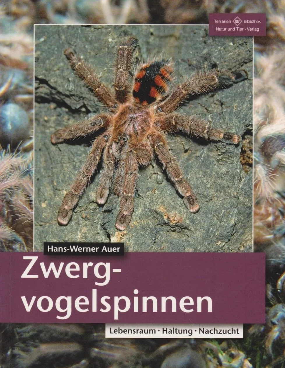 Zwergvogelspinnen: Lebensraum, Haltung, Nachzucht