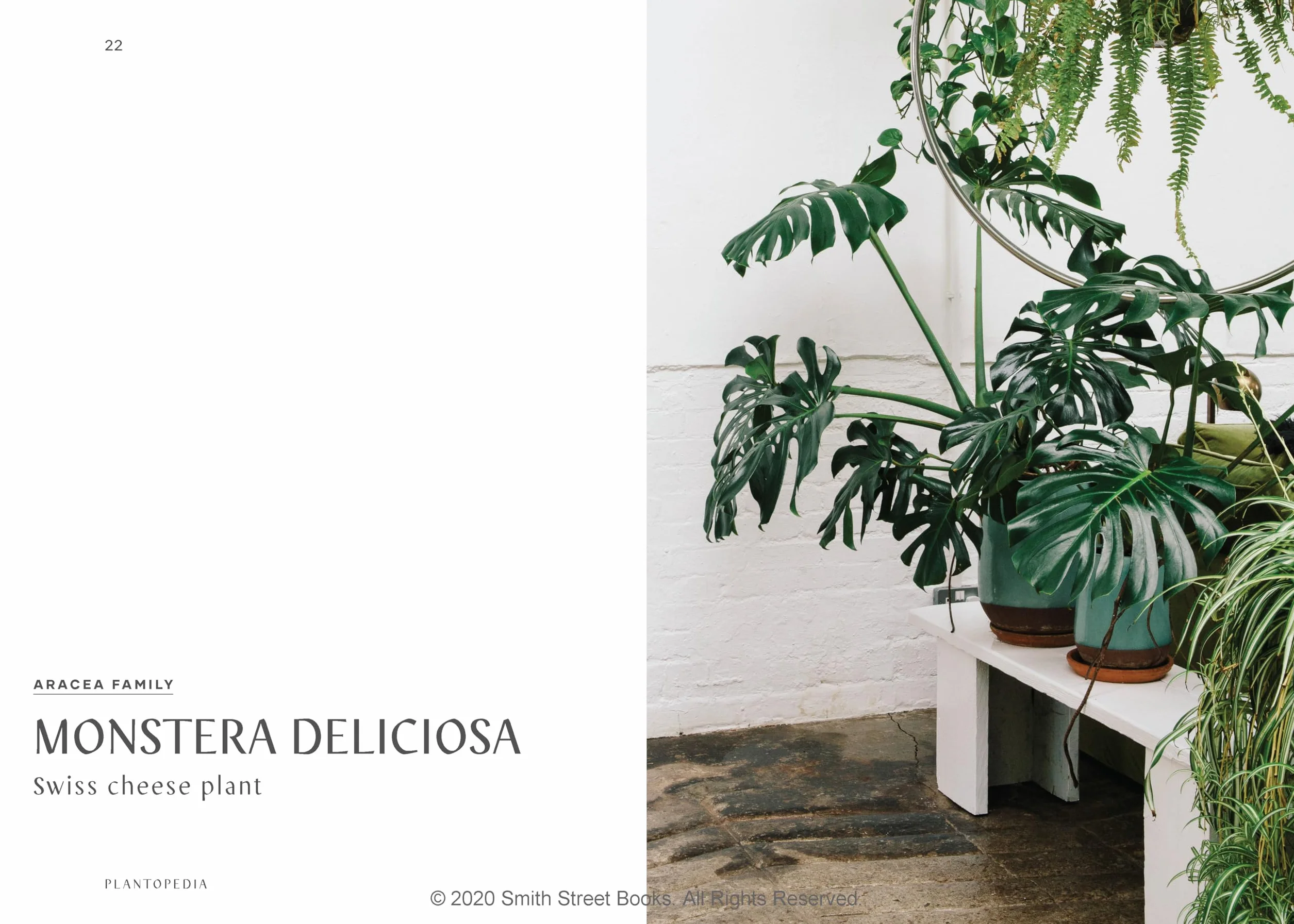 Plantopedia: The Definitive Guide to House Plants /anglais