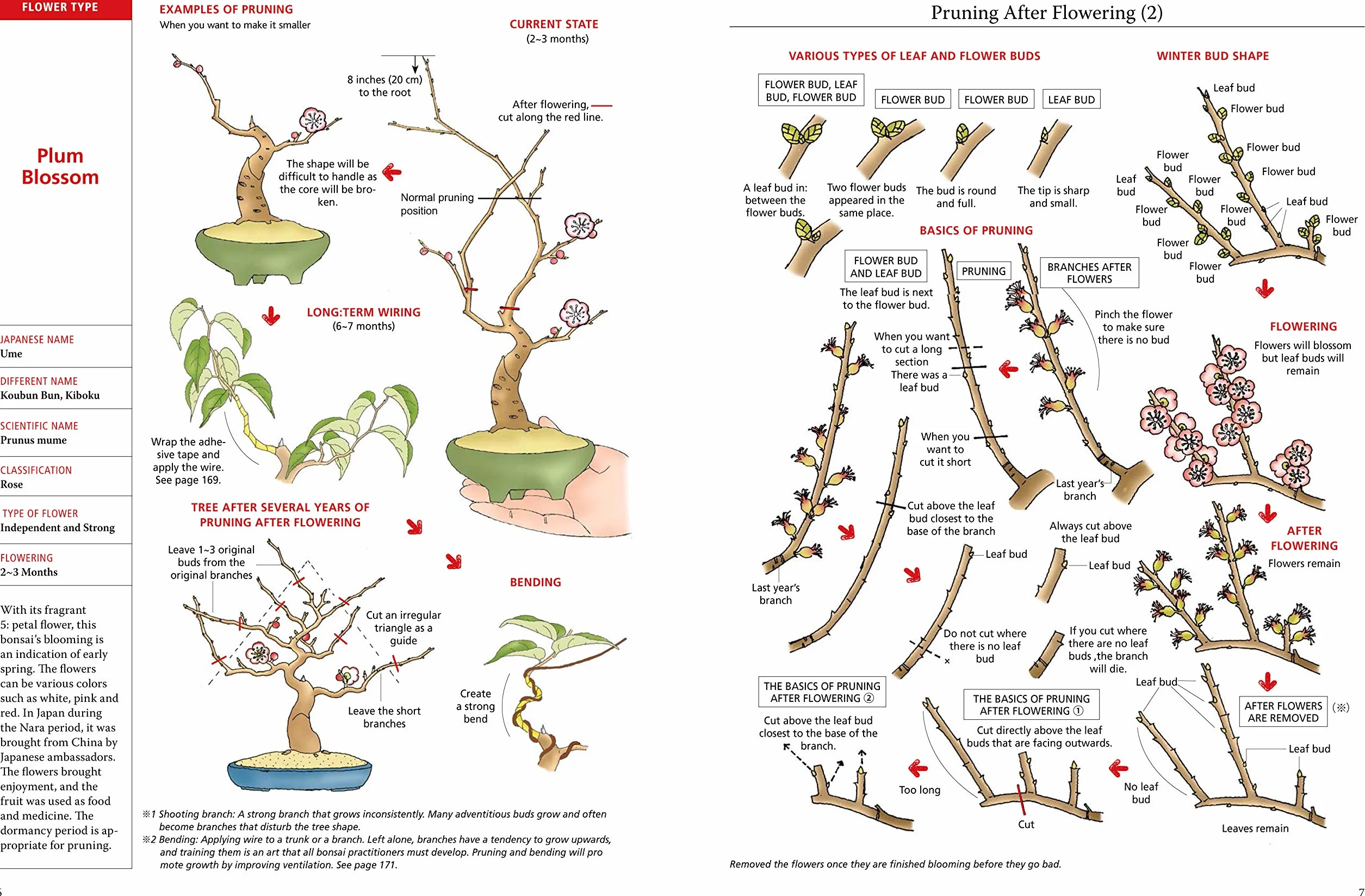 Introduction to Bonsai: The Complete Illustrated Guide for Beginners (with Monthly Growth Schedules and Over 2,000 Illustrations)