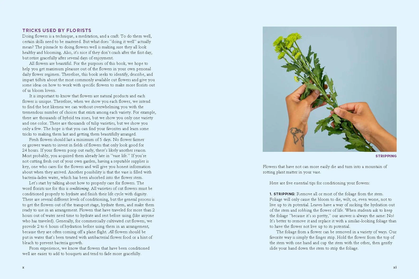 The Encyclopedia of Cut Flowers: What Flowers to Buy, When to Buy Them, and How to Keep Them Alive Longer