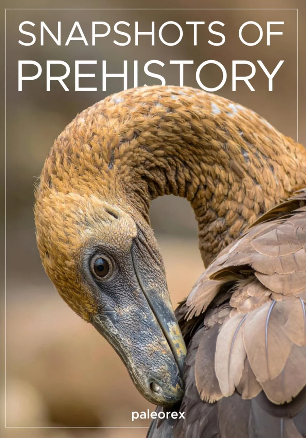 Snapshots of Prehistory