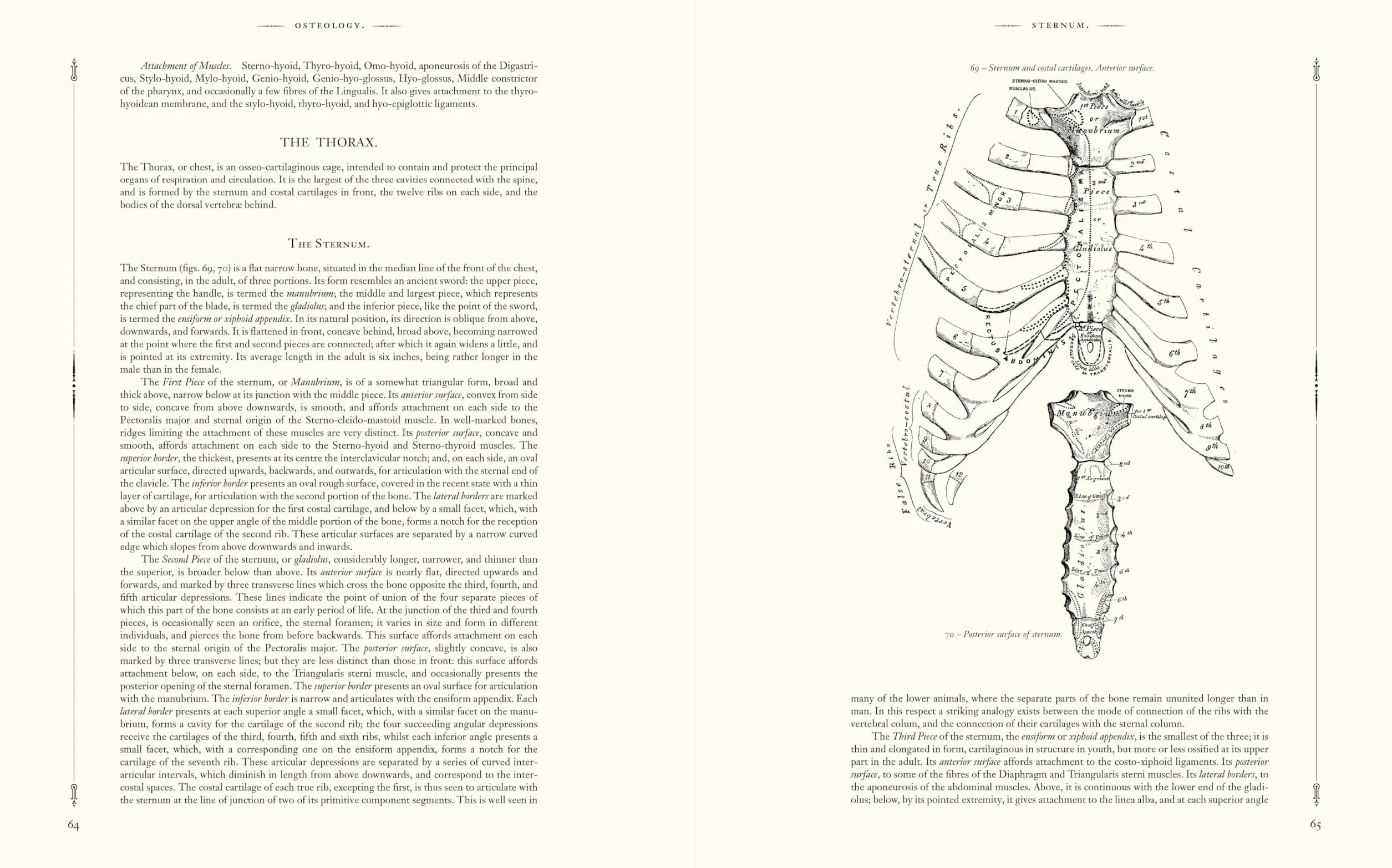Gray's Anatomy