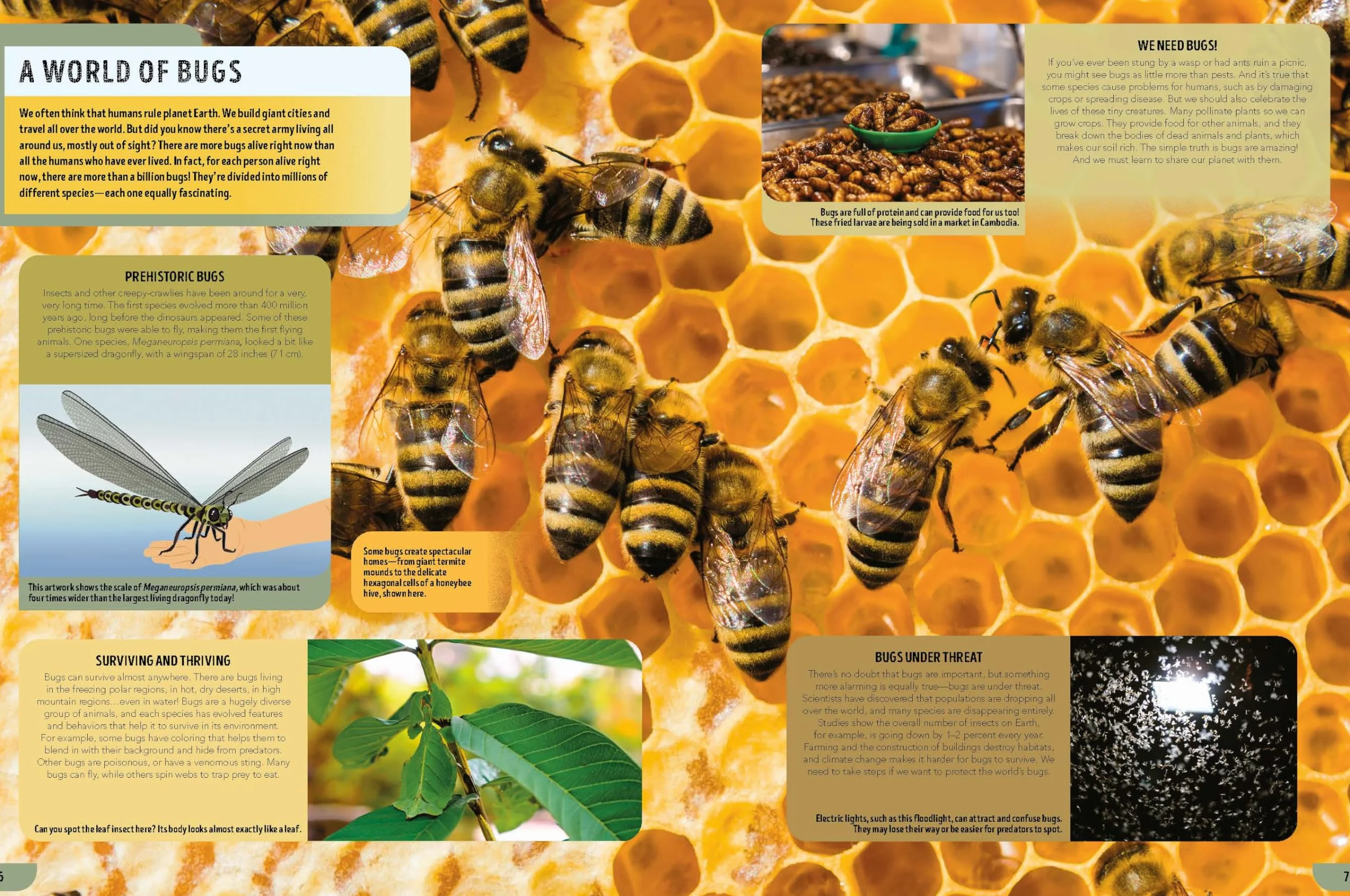 The Bugs Book 1ed -anglais-: Meet Over 100 Incredible Creepy-Crawlies That Share Our Planet