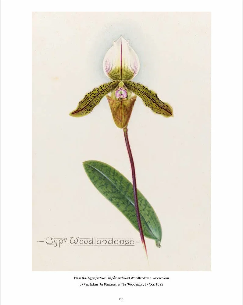 RHS Orchids /anglais: A History Through Botanical Illustration