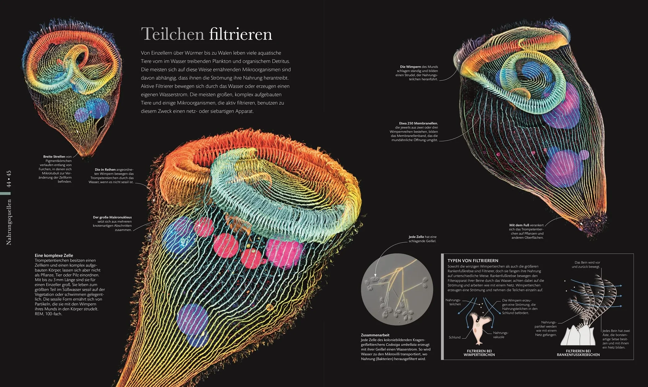 Mikrokosmos - Wunderwelt der kleinsten Lebewesen: Mikroskopbilder und atemberaubende Makrofotografien illustrieren die unsichtbare Welt unseres Mikrokosmos