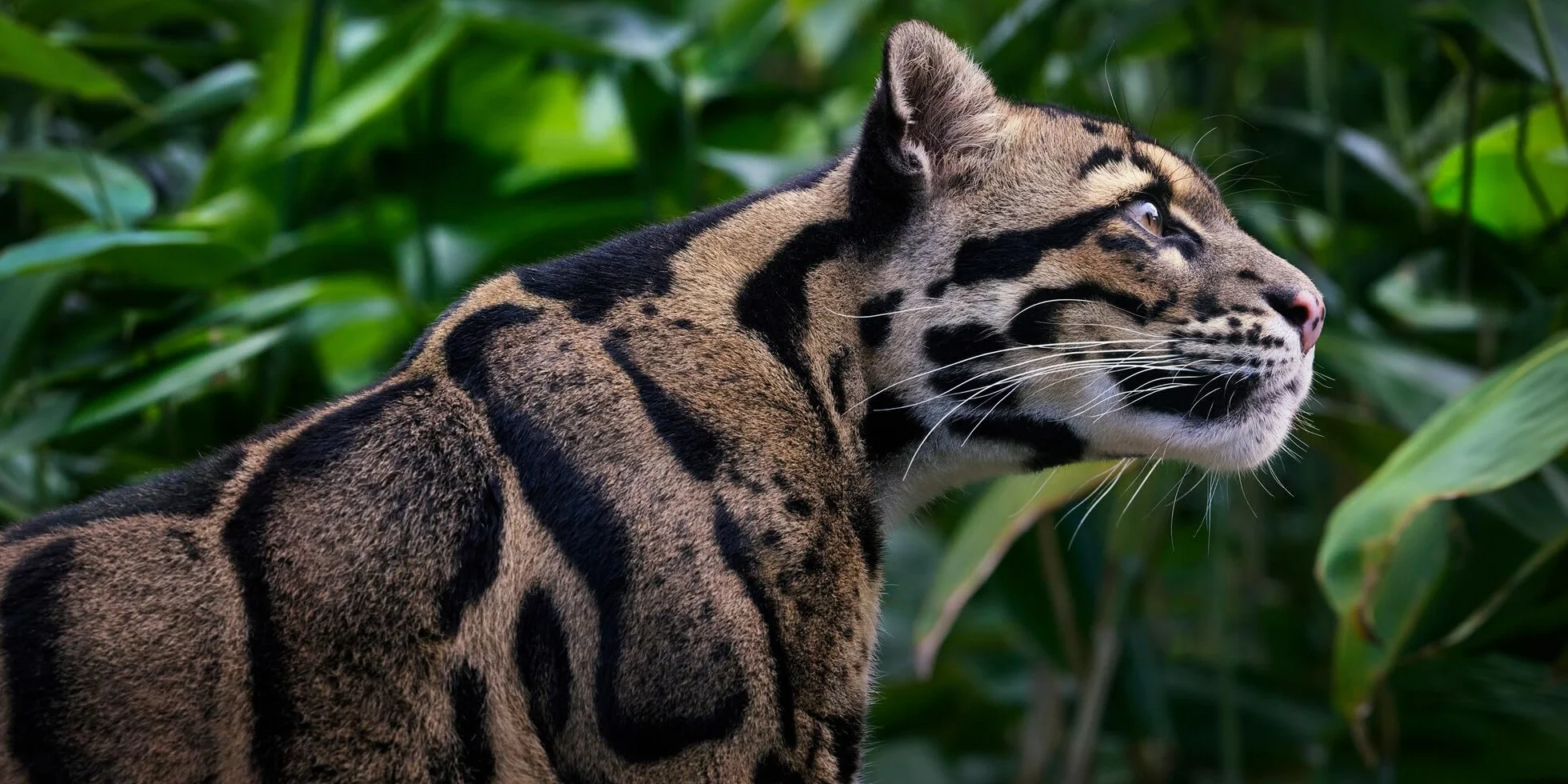 Feline: Photographs