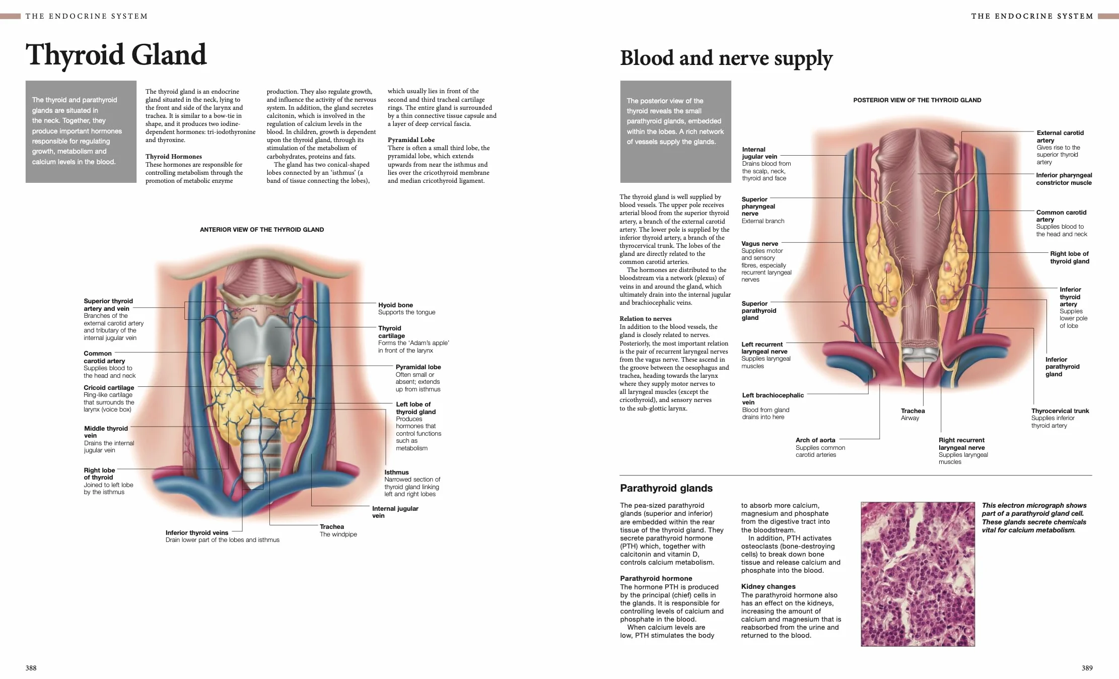 Human Anatomy: An Illustrated Guide to the Structure and Function of the Body