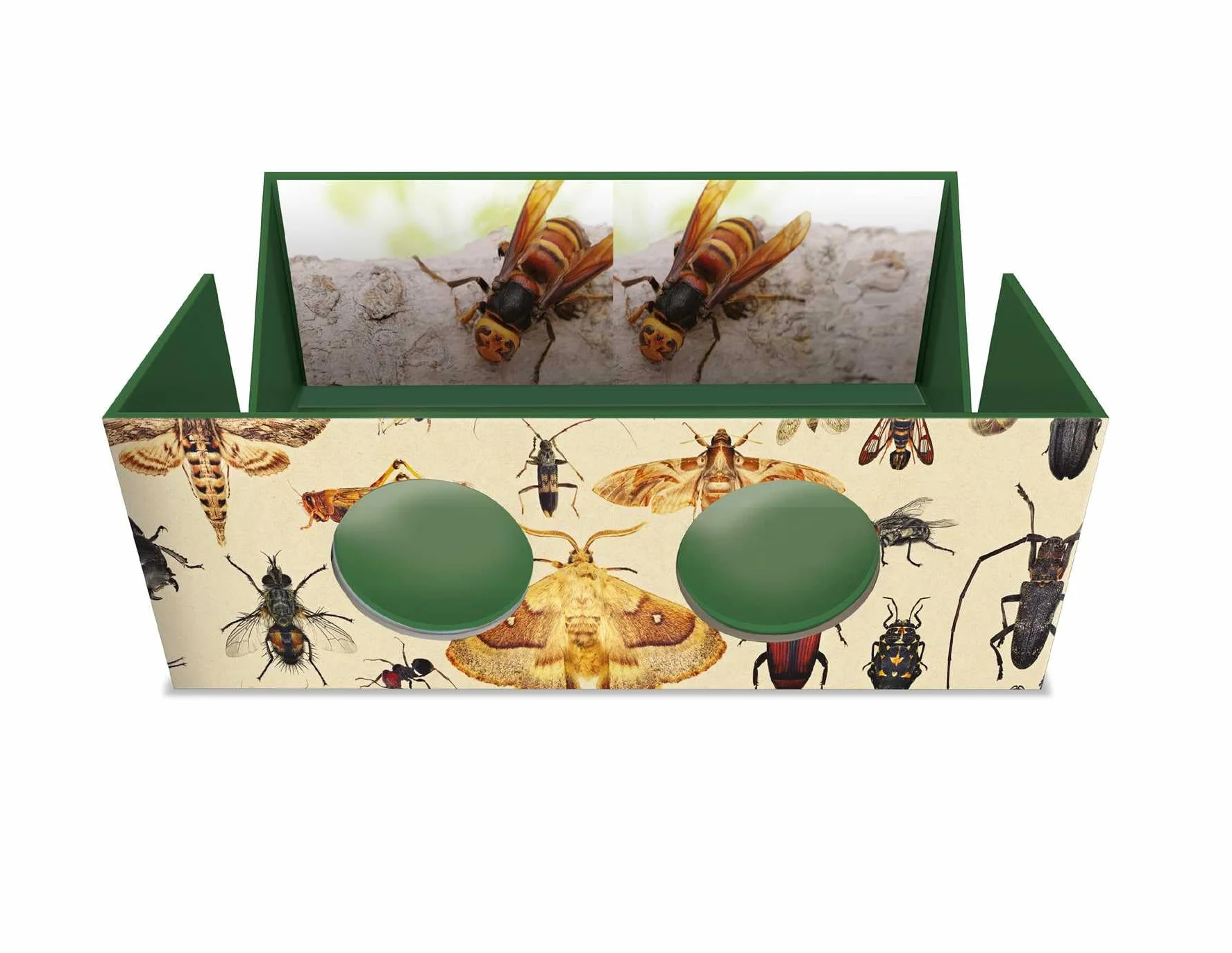 The Magnificent Box of Bugs and Insects