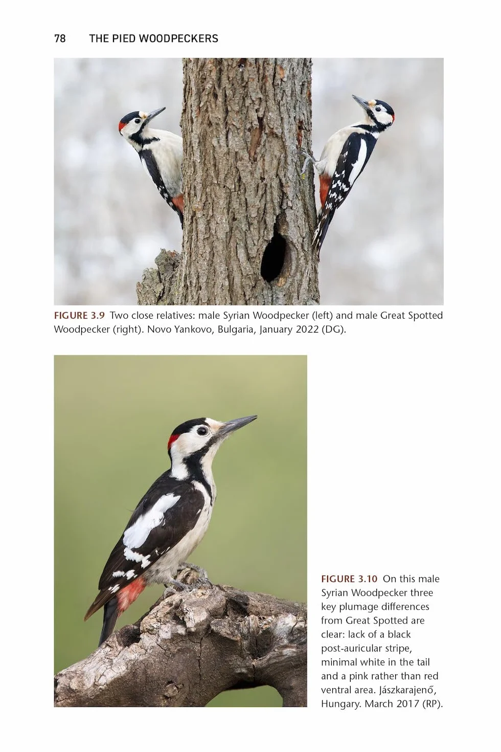 The Pied Woodpeckers: The Natural History of Europe's Black & White Woodpeckers