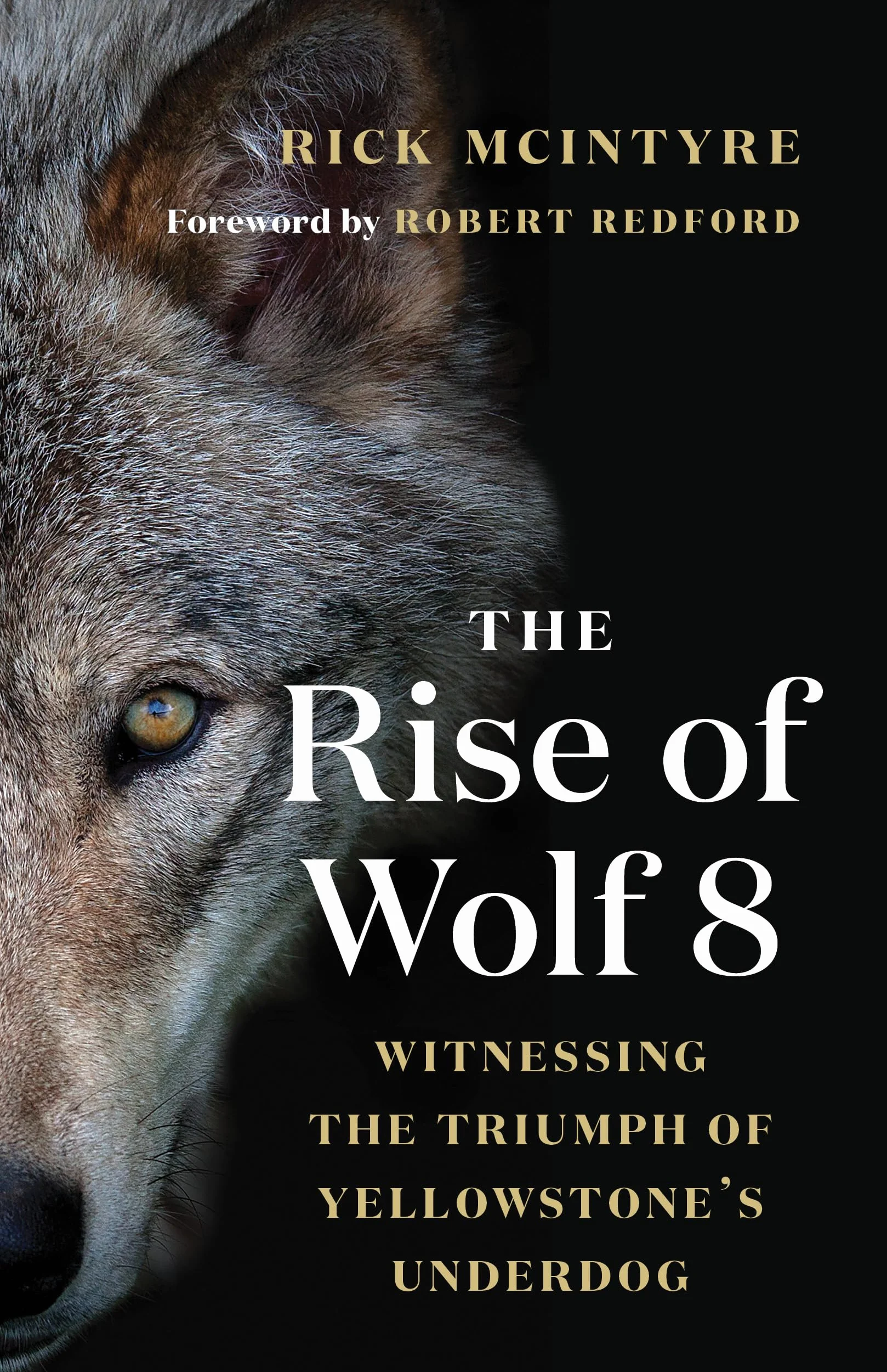 The Rise of Wolf 8: Witnessing the Triumph of Yellowstone's Underdog: 1