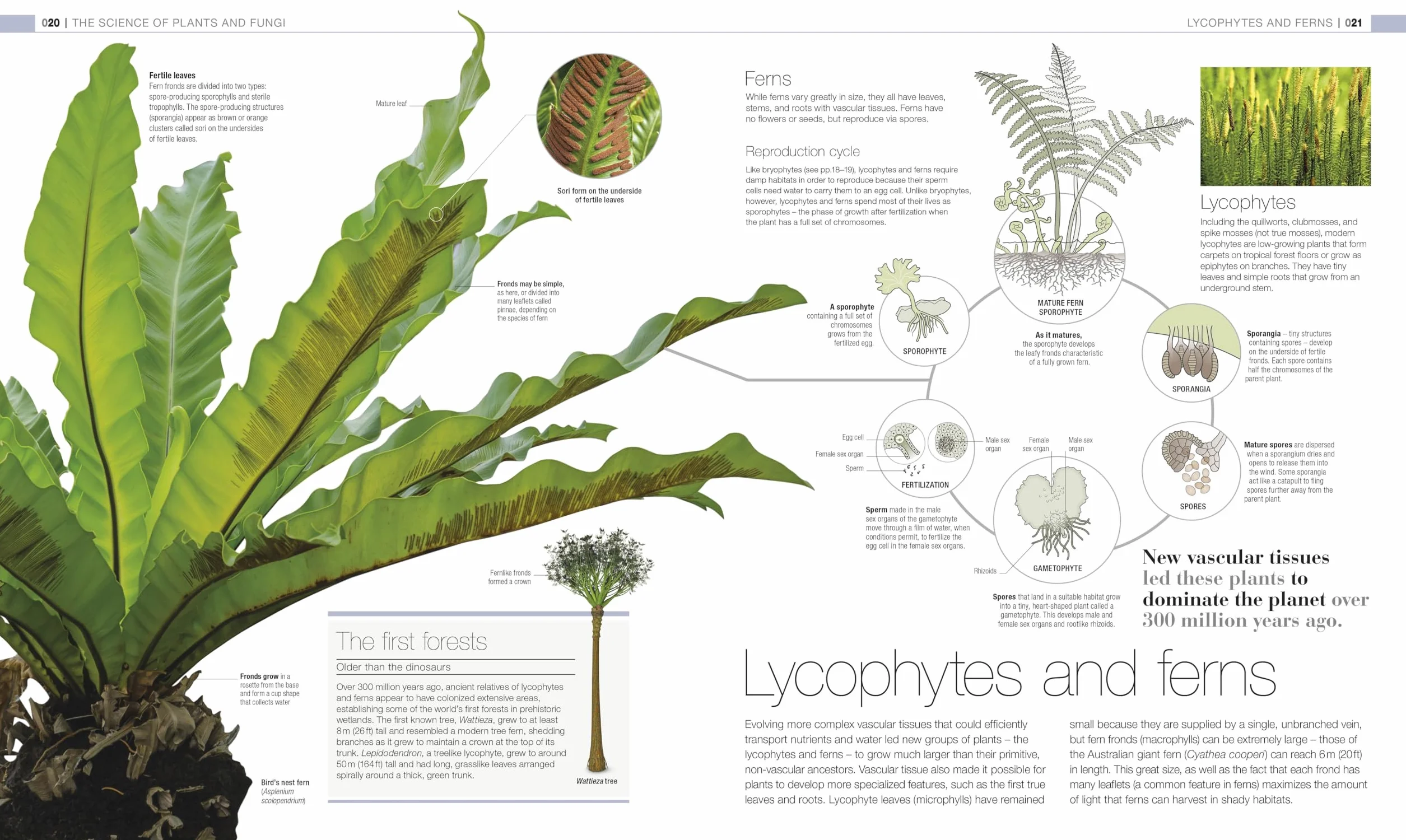 Plants and Fungi: The Definitive Visual Guide