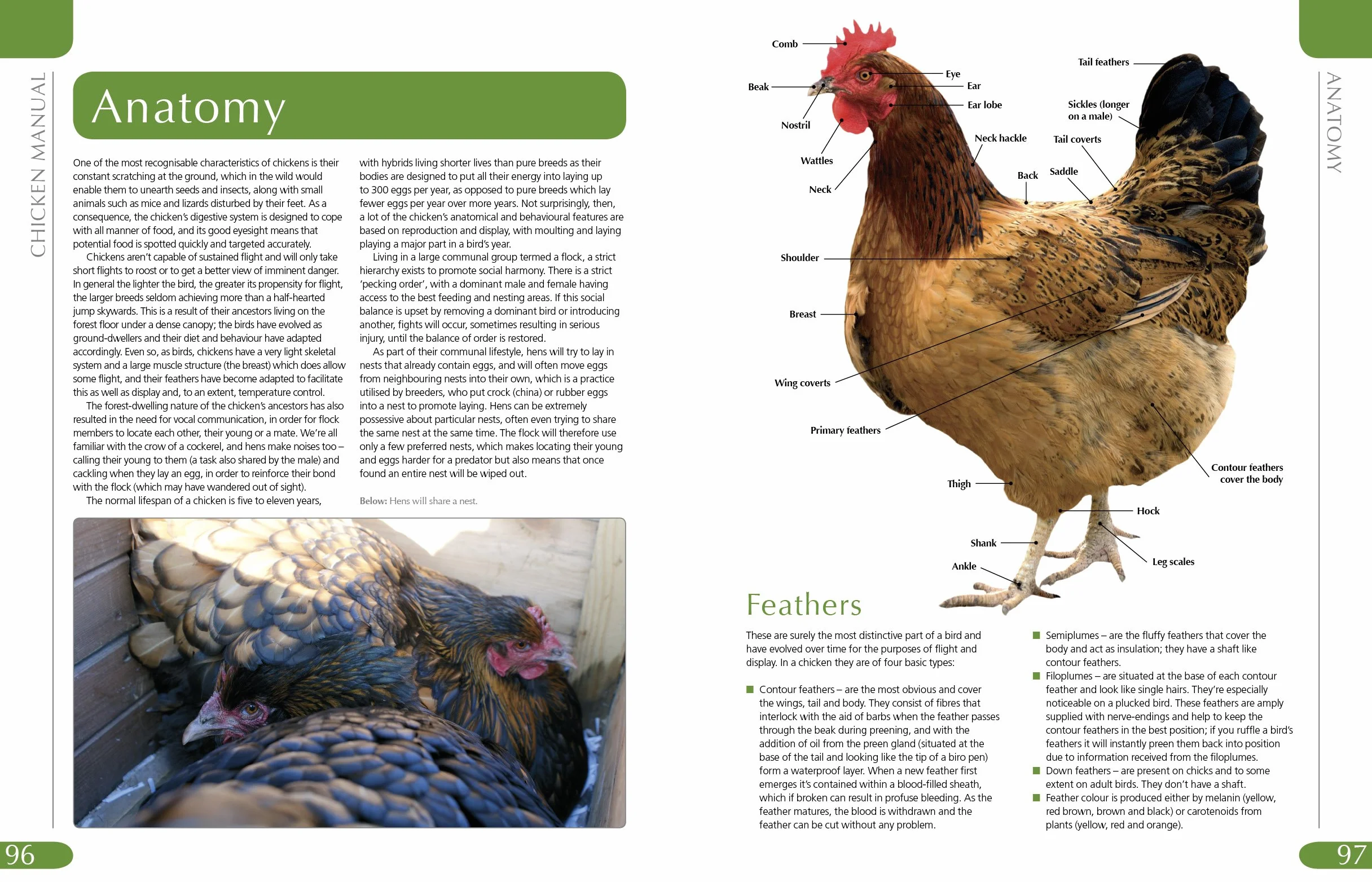 Chicken Manual: The complete step-by-step guide to keeping chickens