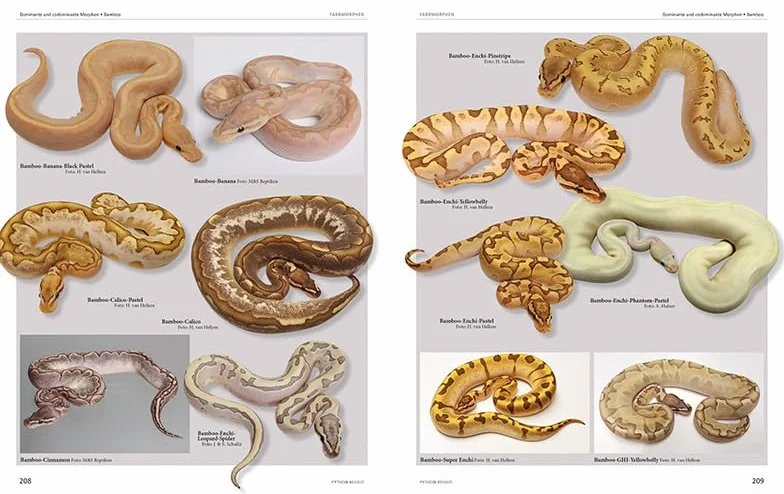 Python regius: Atlas of Colour Morphs, Keeping and Breeding