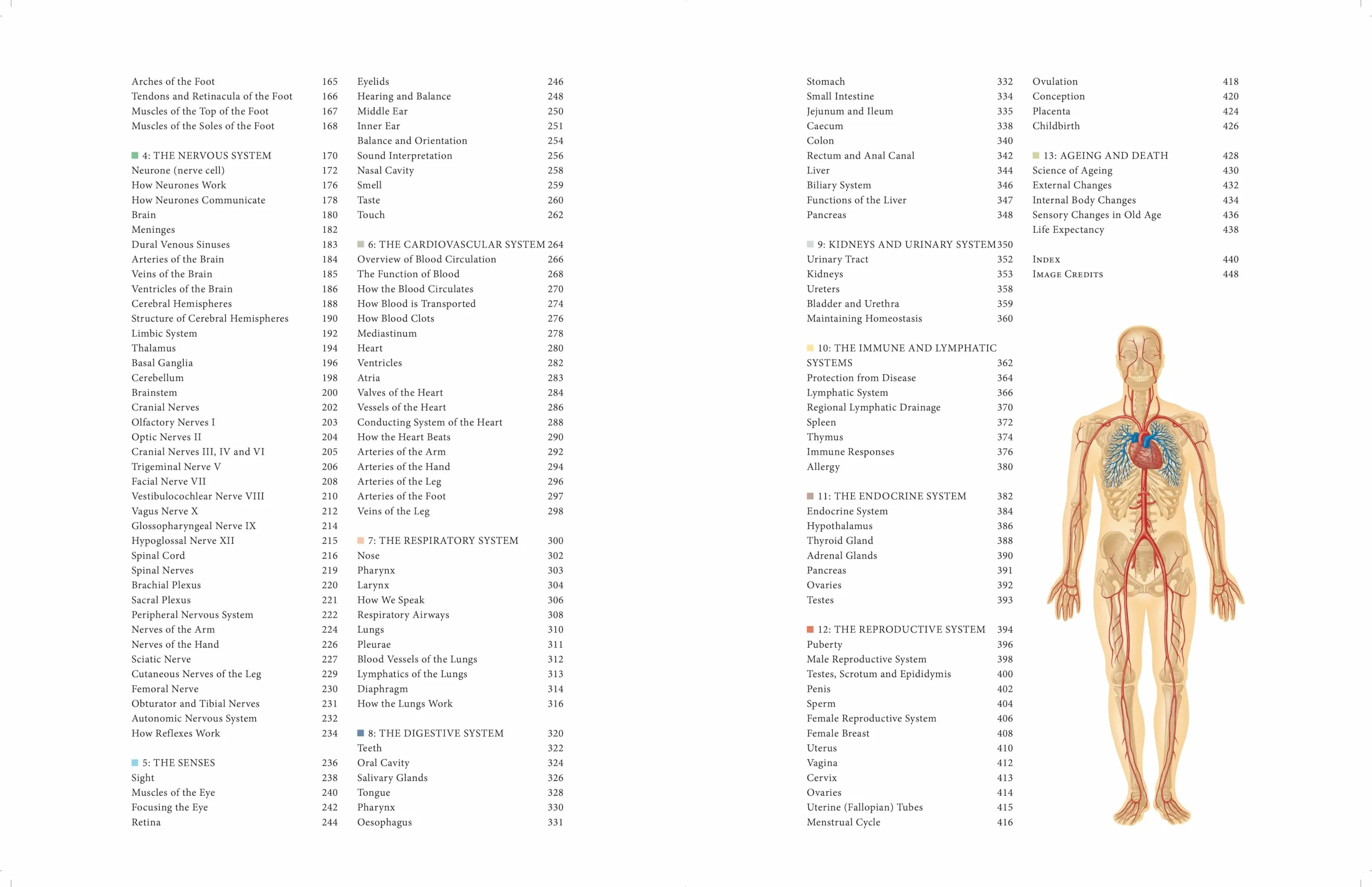 Human Anatomy: An Illustrated Guide to the Structure and Function of the Body