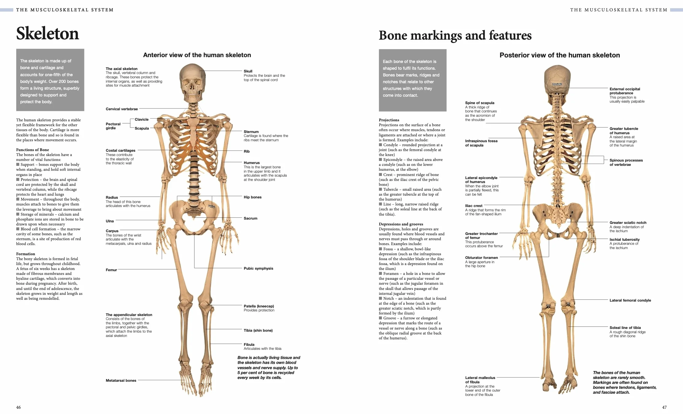 Human Anatomy: An Illustrated Guide to the Structure and Function of the Body